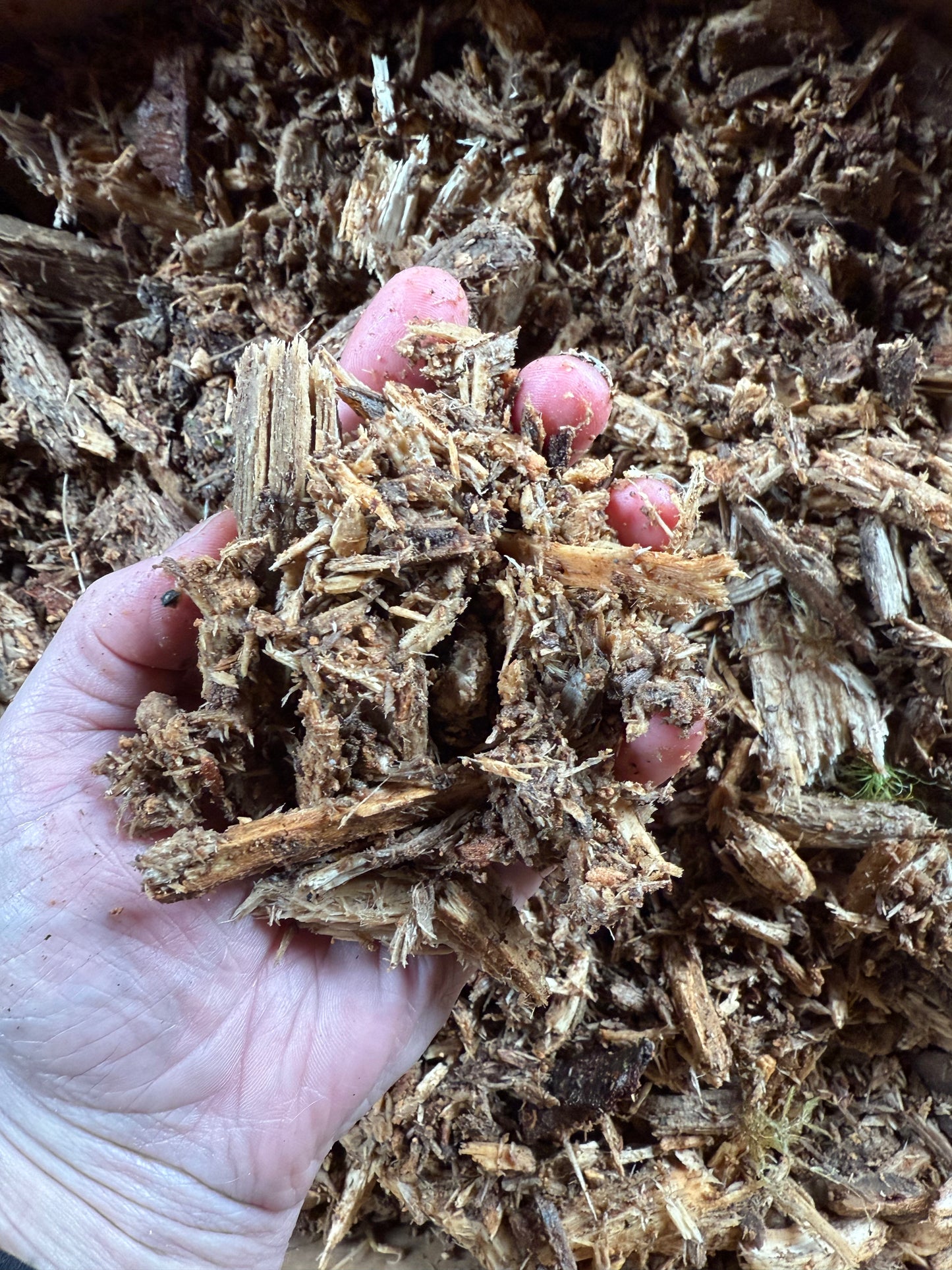 Decaying Rot Wood - Mulched Maple, Alder & Ash