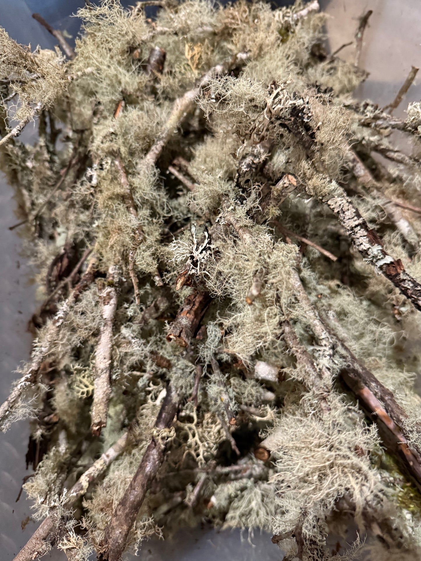 Assorted Lichen Covered Sticks