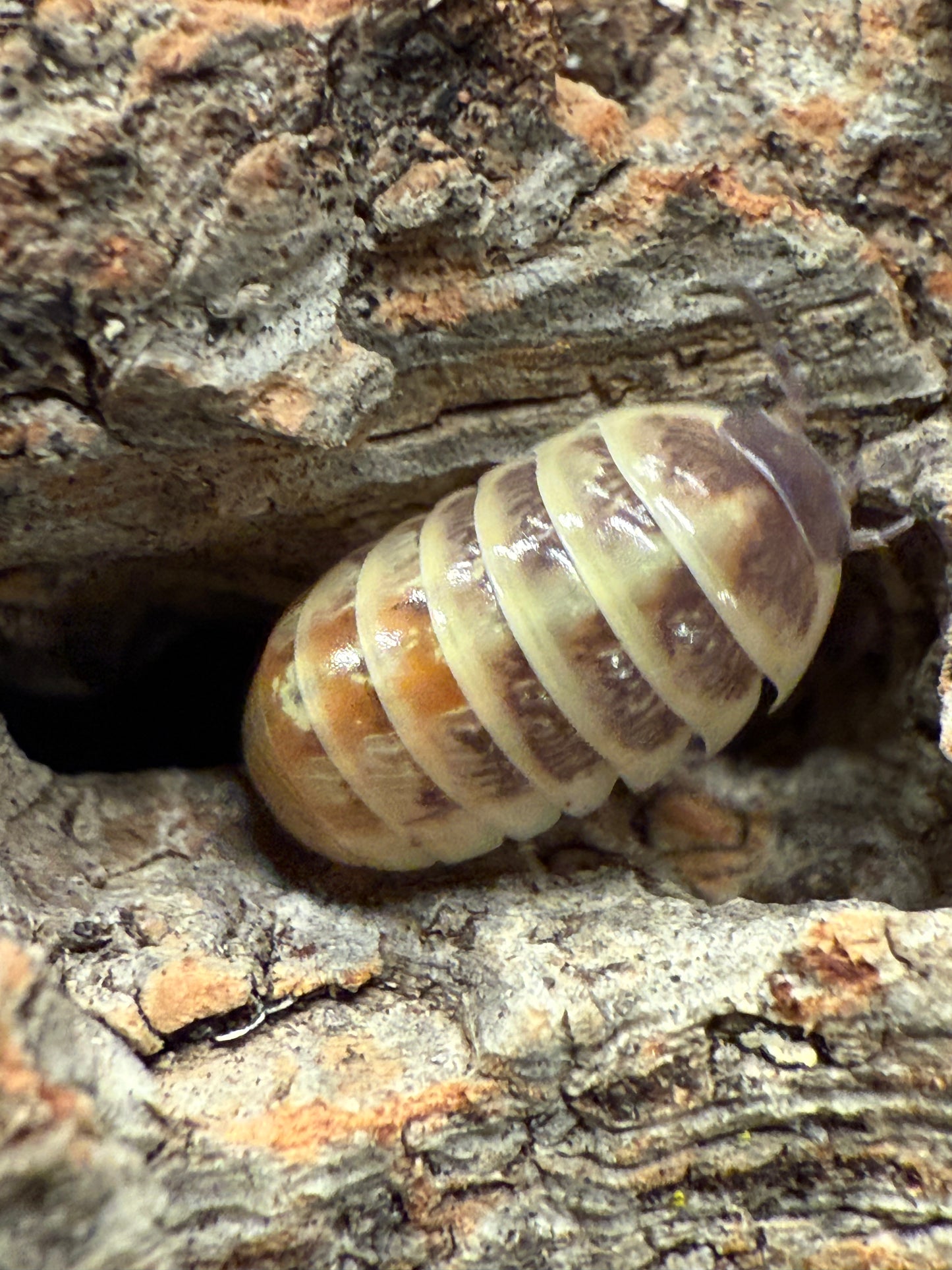 Armadillidium vulgare “Punta Canas” isopods (10+ count)