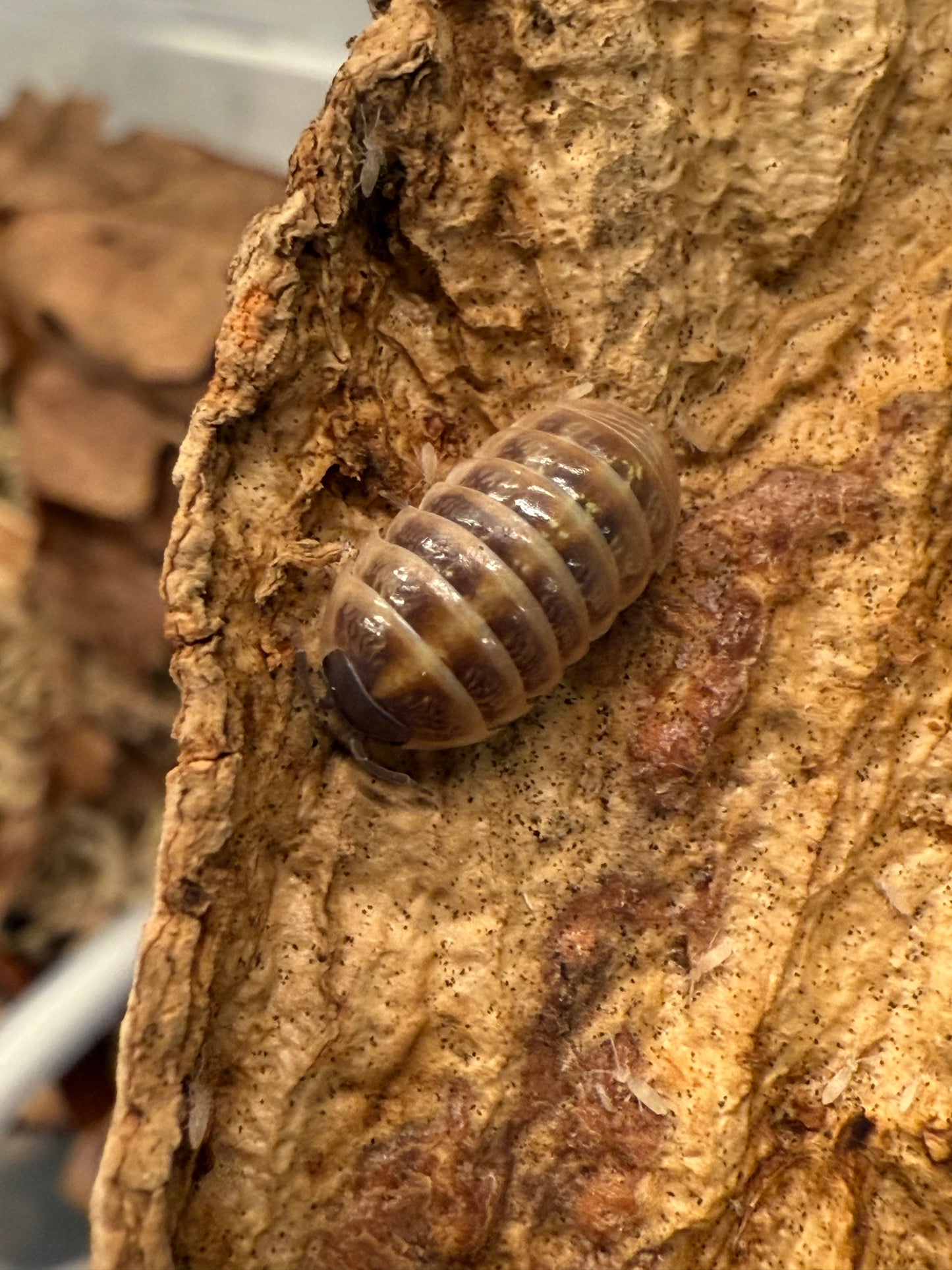 Armadillidium vulgare “Punta Canas” isopods (10+ count)