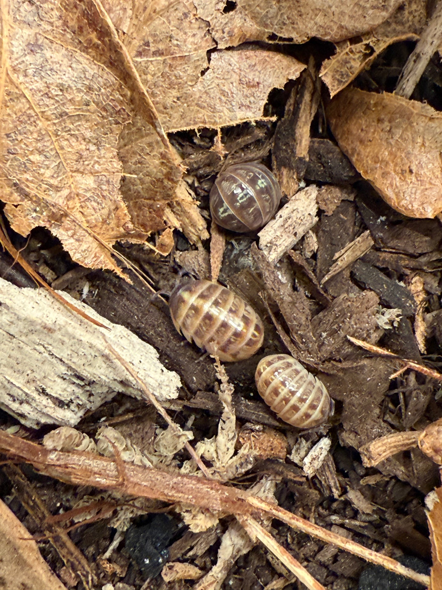 Armadillidium vulgare “Punta Canas” isopods (10+ count)