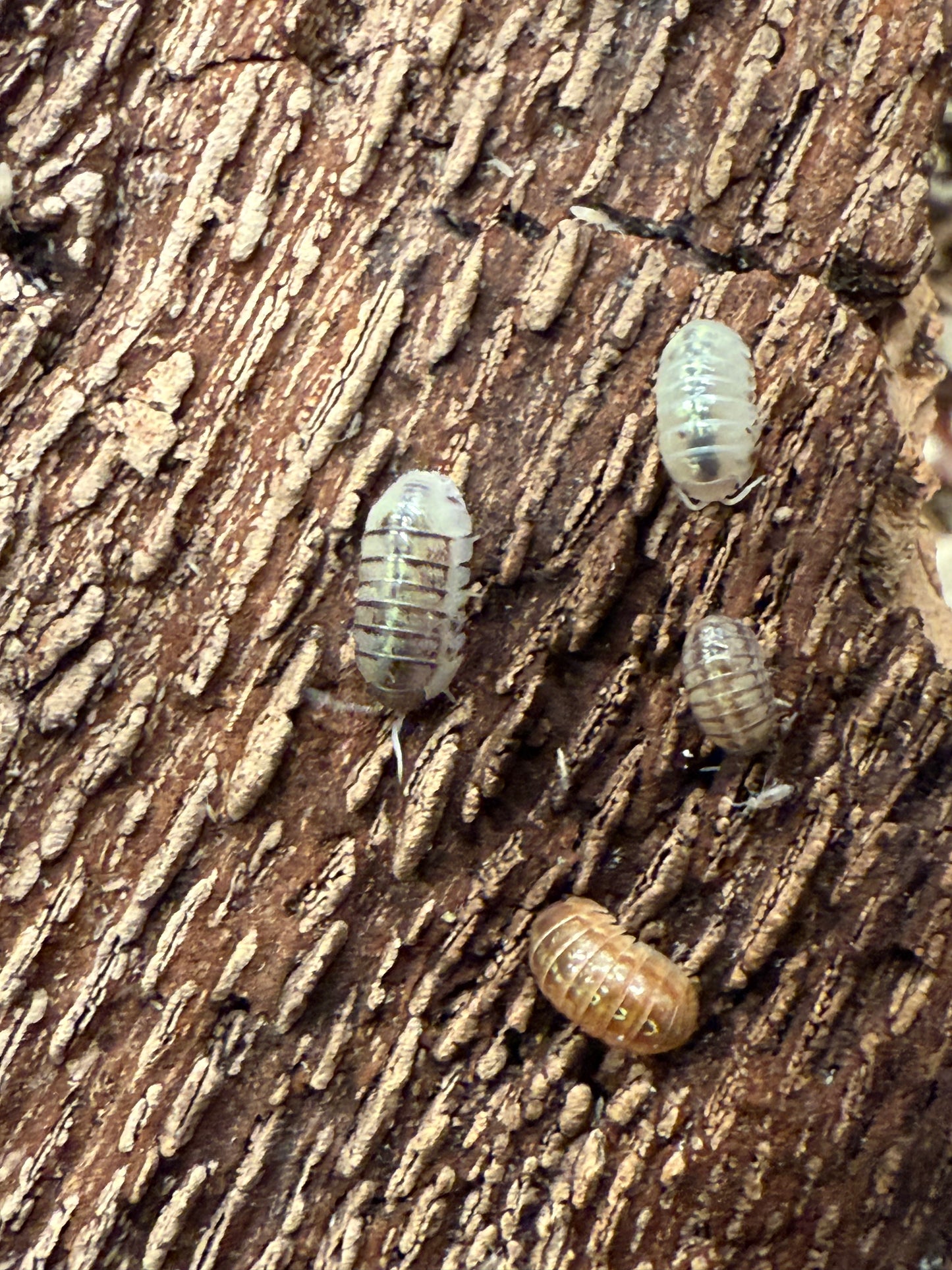 Armadillidium vulgare “St. Lucia” isopods (10+ count)