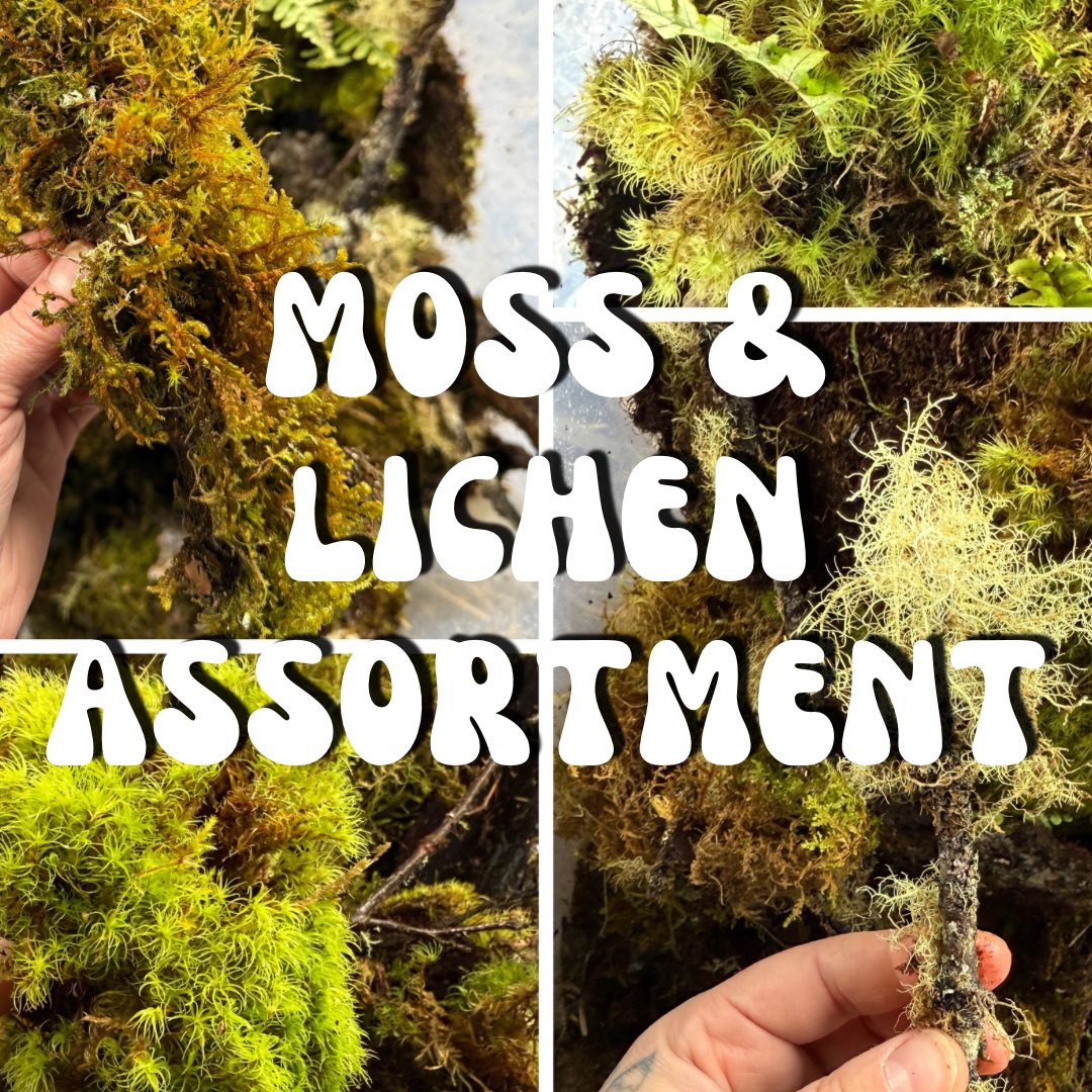 Assorted Moss & Lichen