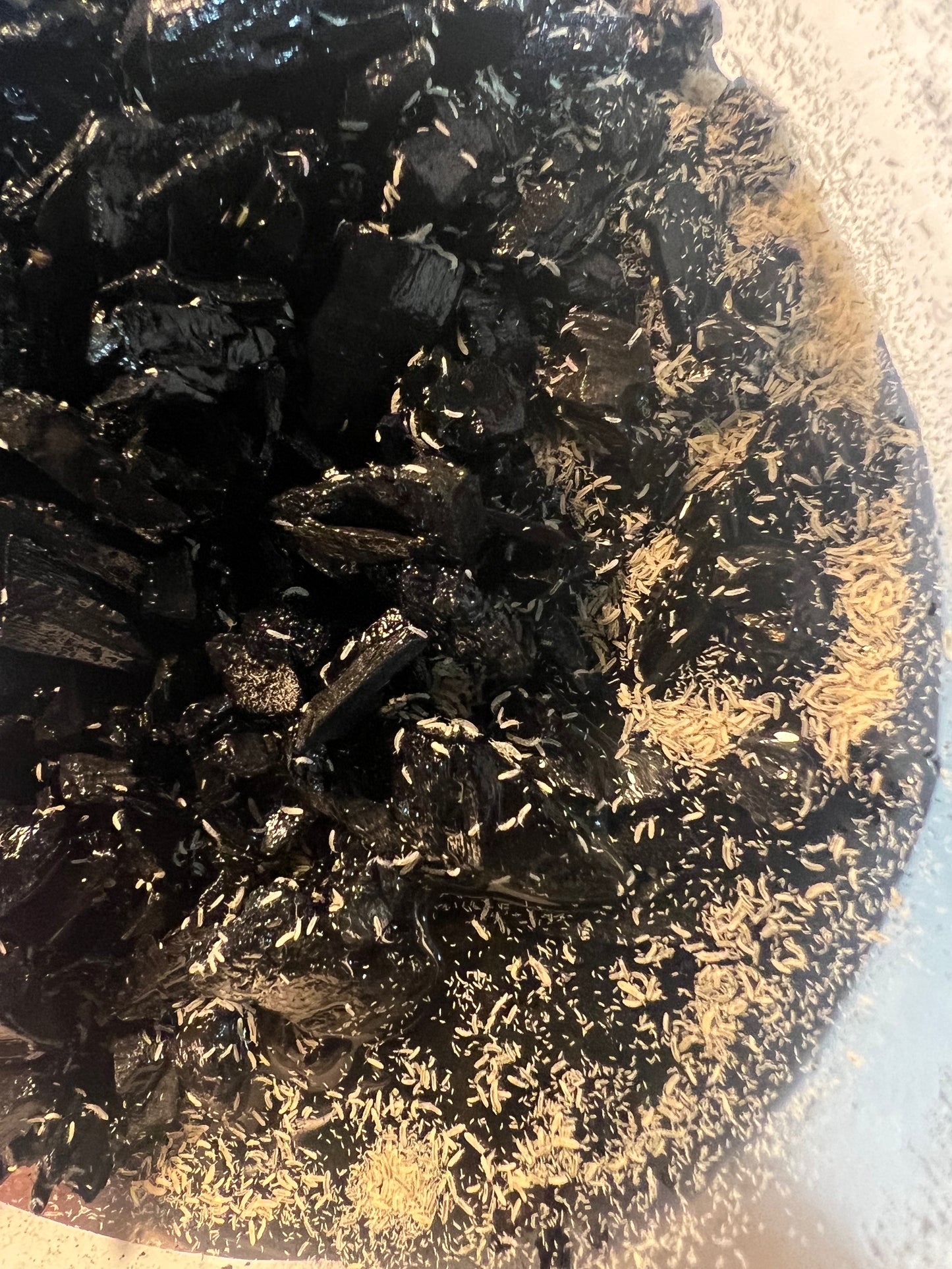 Folsomia candida “temperate white” springtails