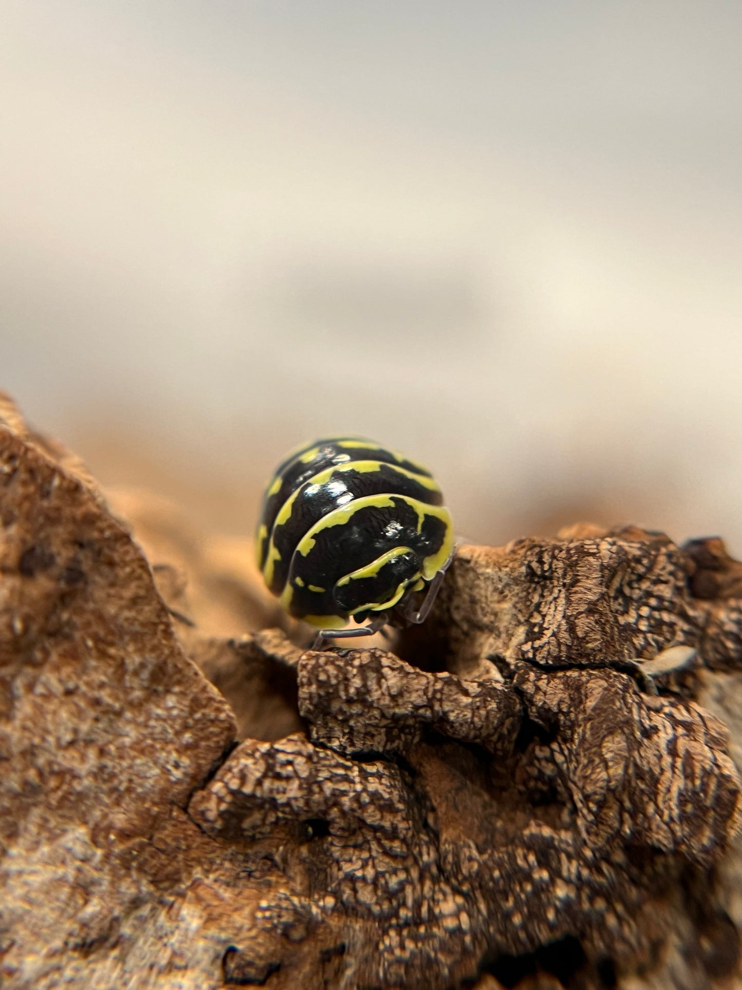 Armadillidium maculatum "yellow zebra" isopods (10+ count)