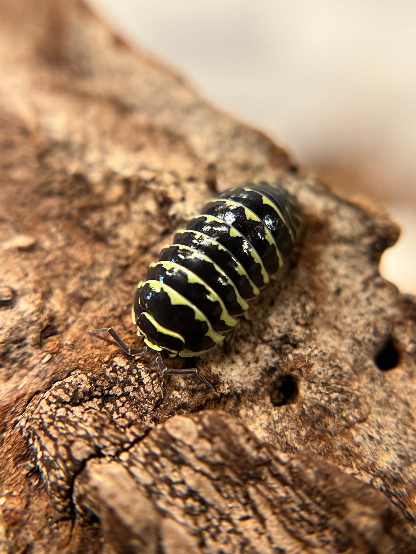 Armadillidium maculatum "yellow zebra" isopods (10+ count)