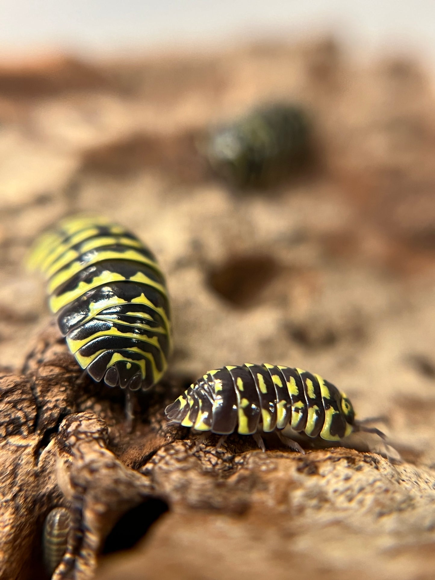 Armadillidium maculatum "yellow zebra" isopods (10+ count)