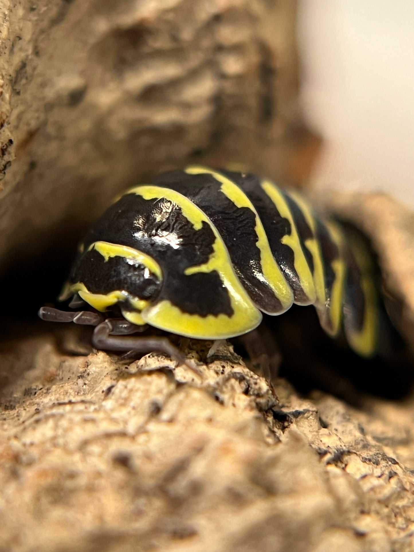 Armadillidium maculatum "yellow zebra" isopods (10+ count)