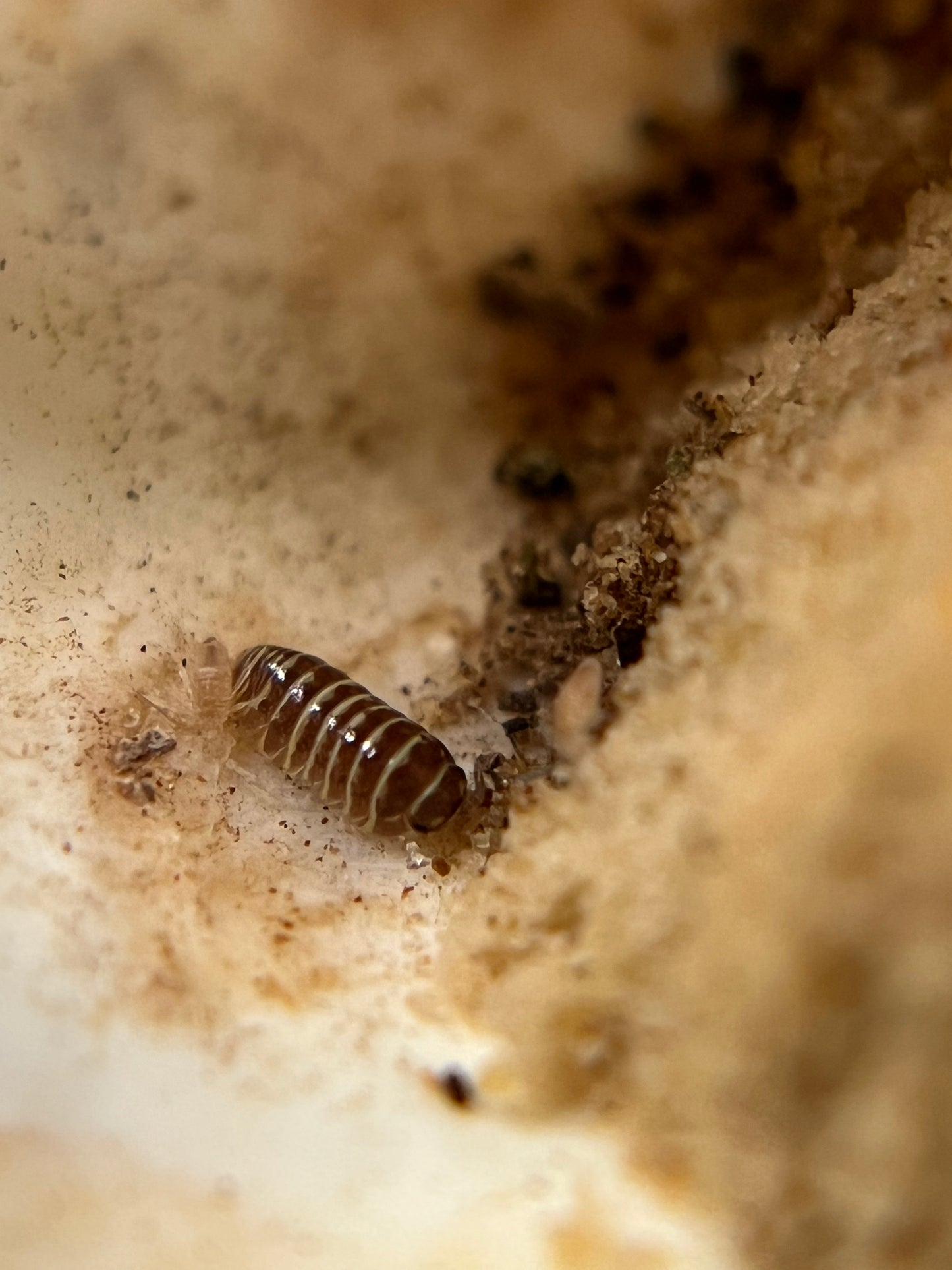 Armadillidium maculatum "chocolate zebra" isopods (10+ count)
