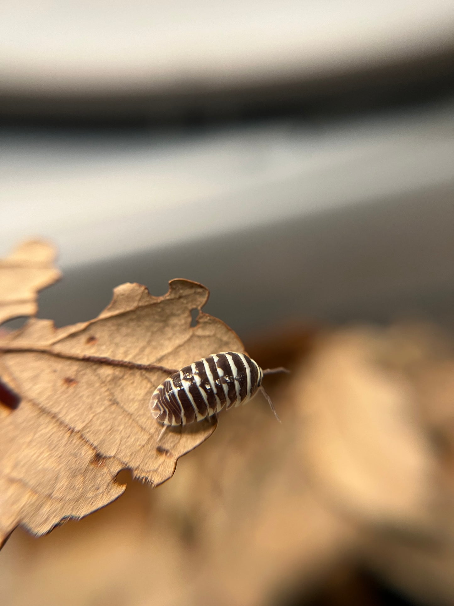 Armadillidium maculatum "chocolate zebra" isopods (10+ count)