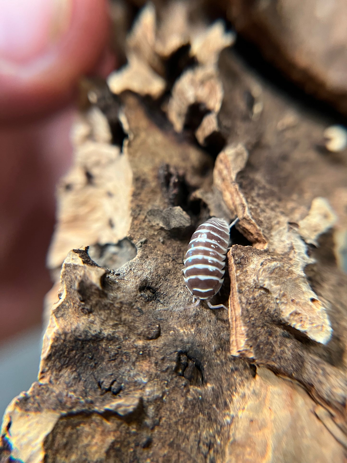 Armadillidium maculatum "chocolate zebra" isopods (10+ count)