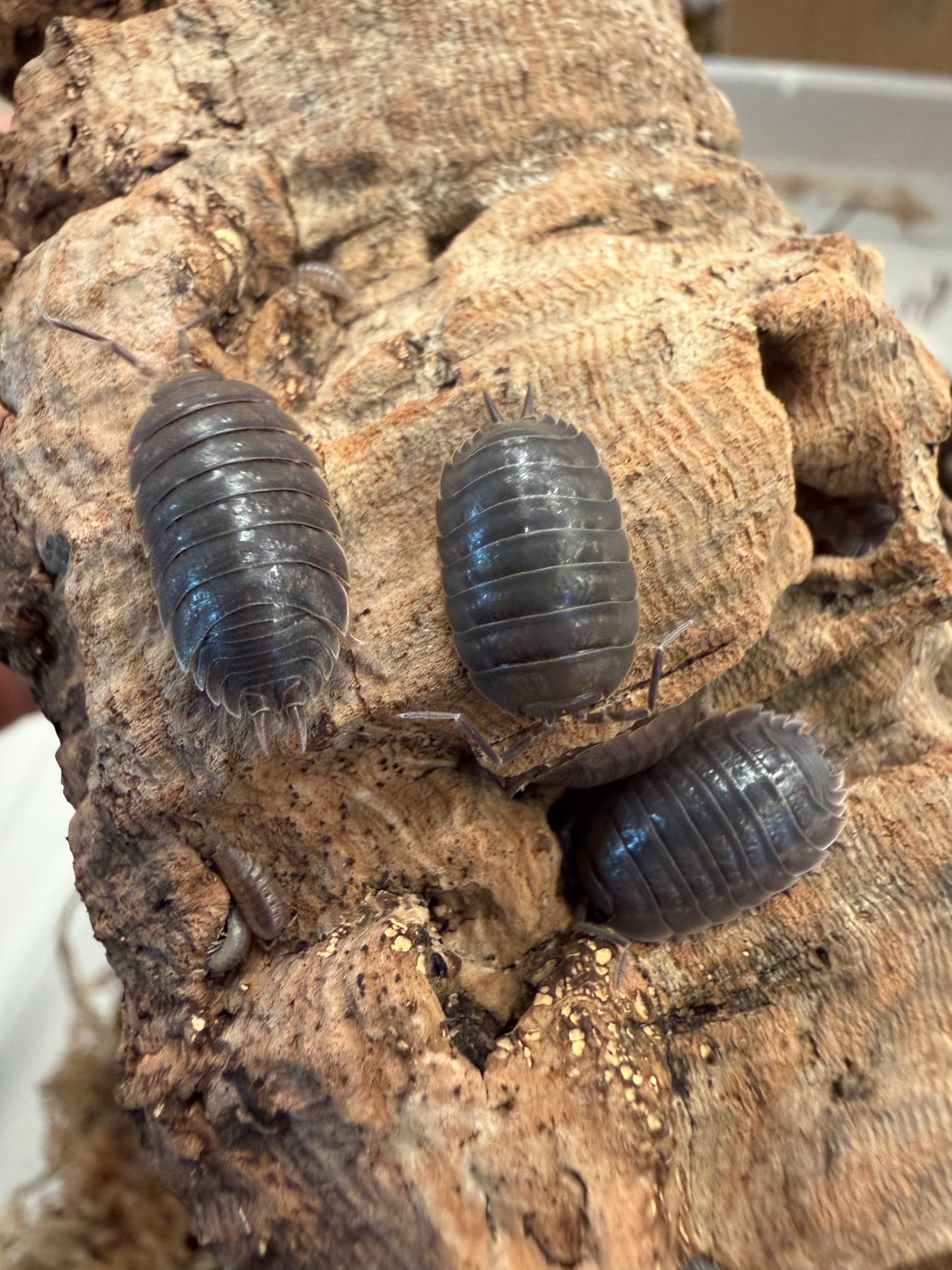 Porcellio laevis "Big Pine Key" isopods AFTER SHOW DEAL