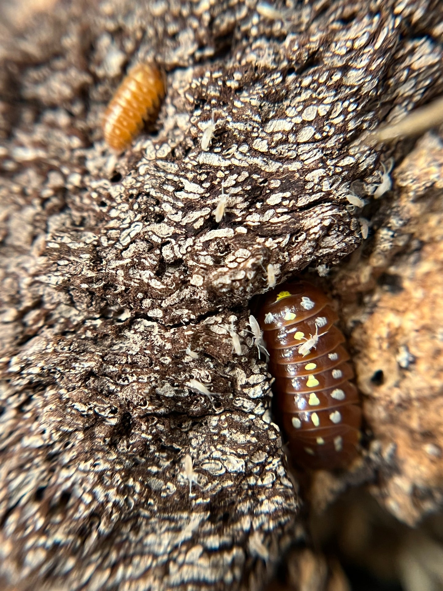 Armadillidium klugii "orange Montenegro" isopods (10+ count)