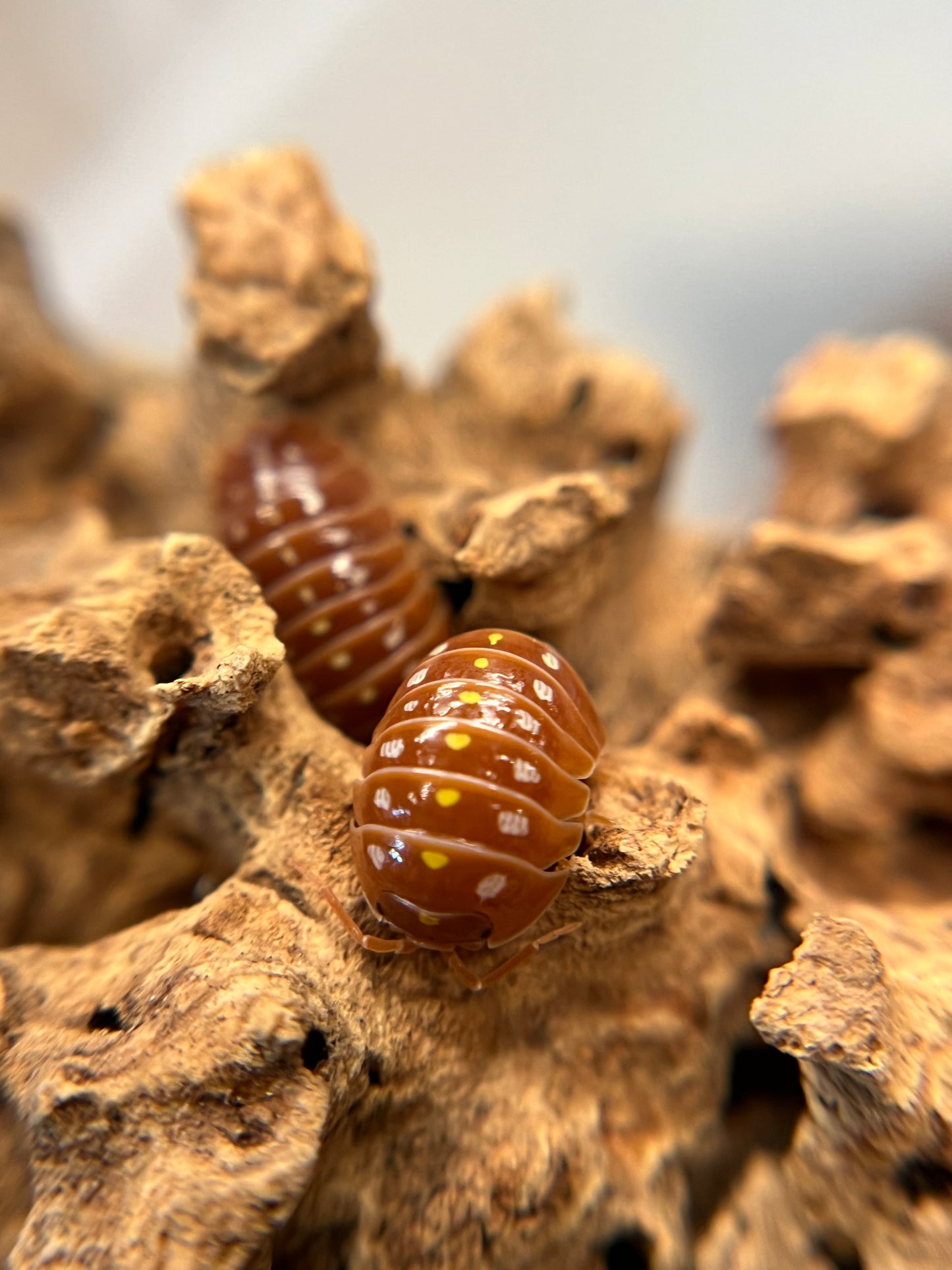 Armadillidium klugii "orange Montenegro" isopods (10+ count)
