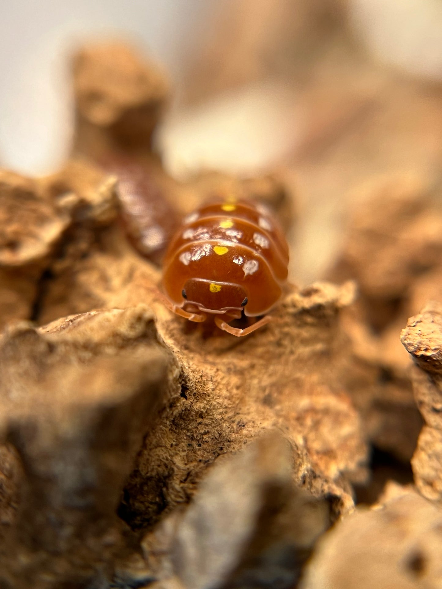 Armadillidium klugii "orange Montenegro" isopods (10+ count)