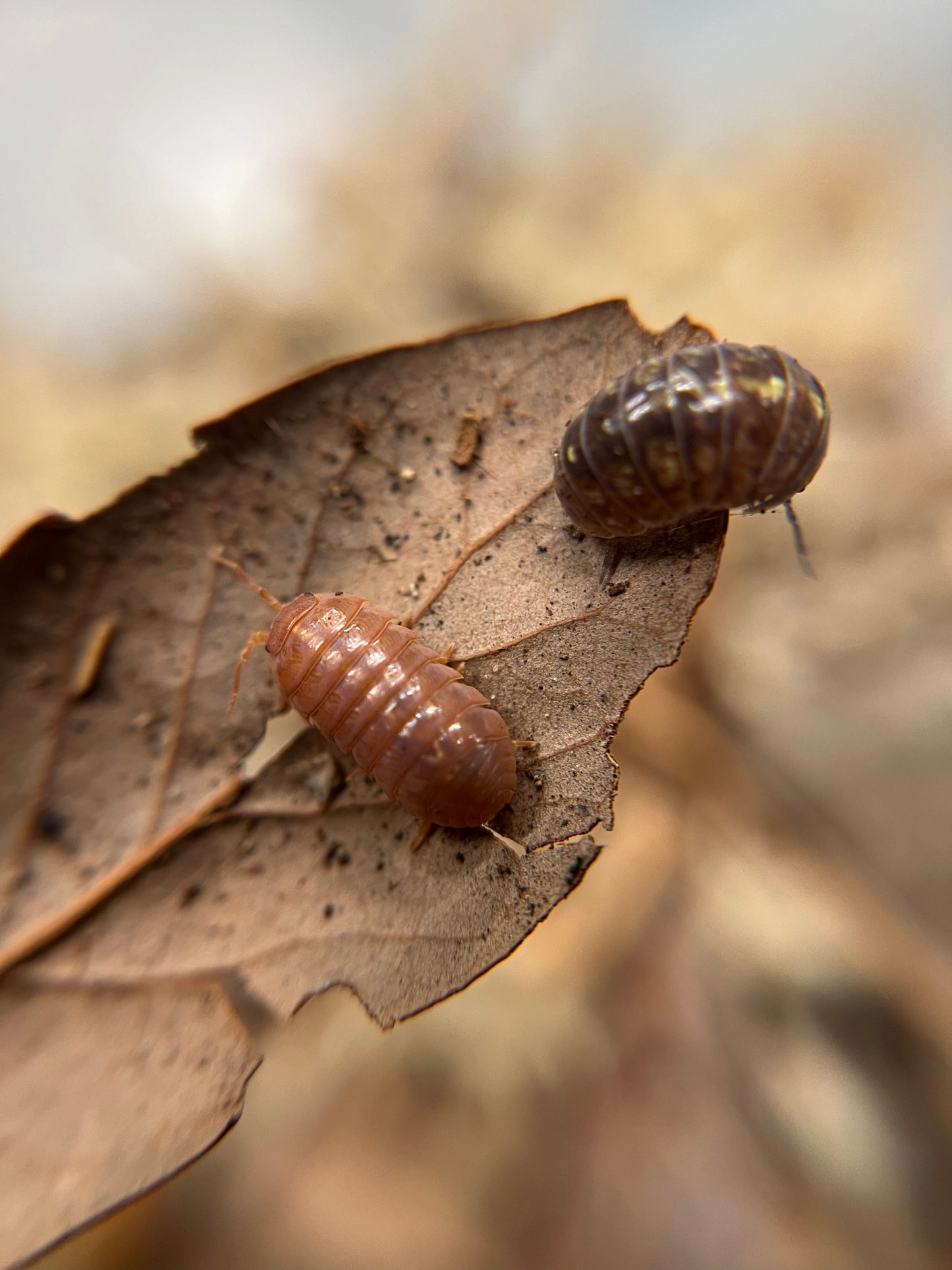 Armadillidium vulgare “St. Lucia” isopods (10+ count)