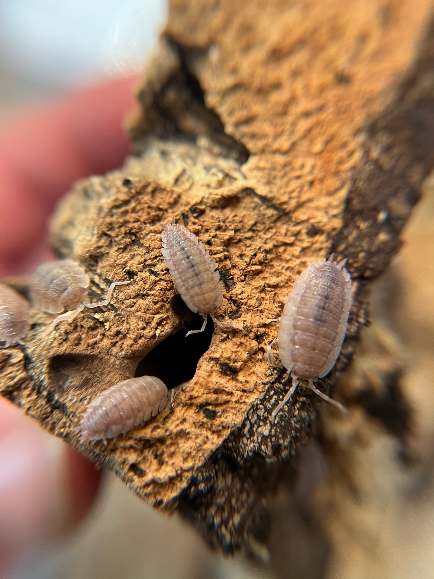 Porcellio scaber "purple ghost" isopods (12+ count)