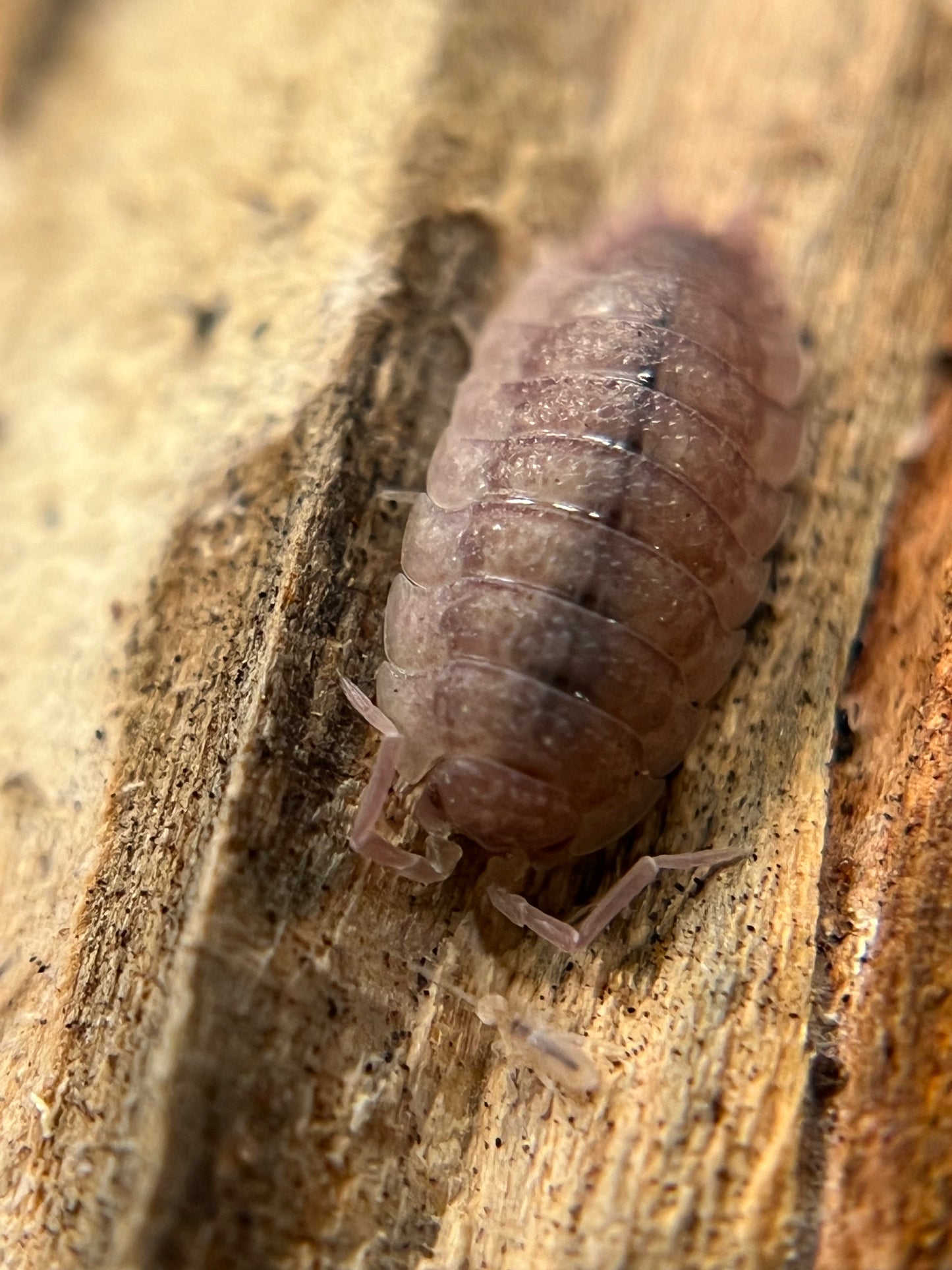 Porcellio scaber "purple ghost" isopods (12+ count)