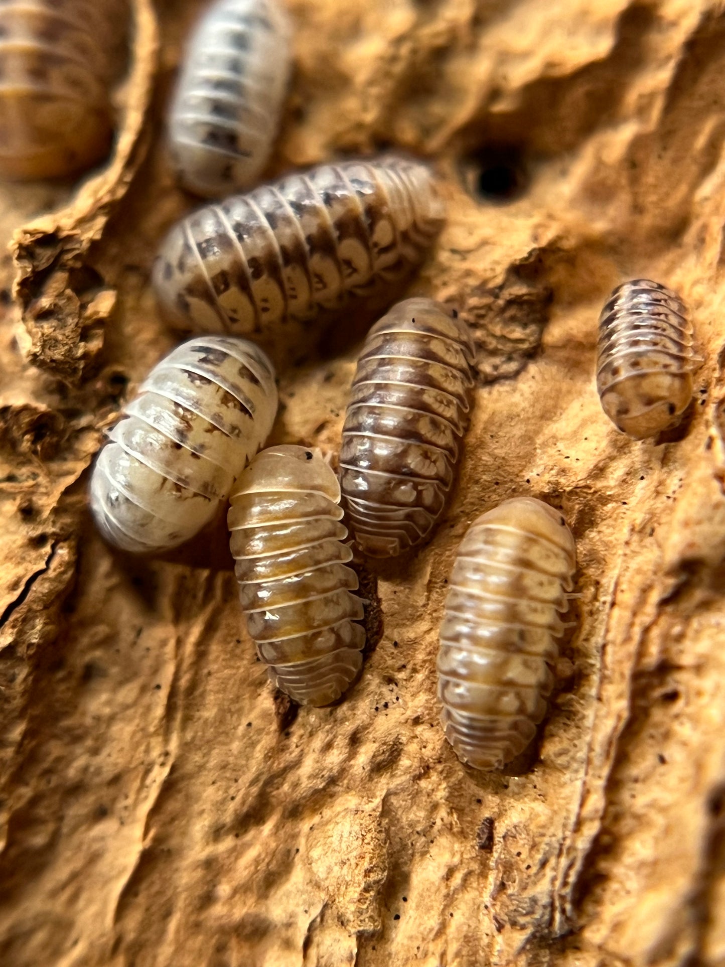 Venezillo parvus "lottery ticket" (dwarf) isopods (10+ count)