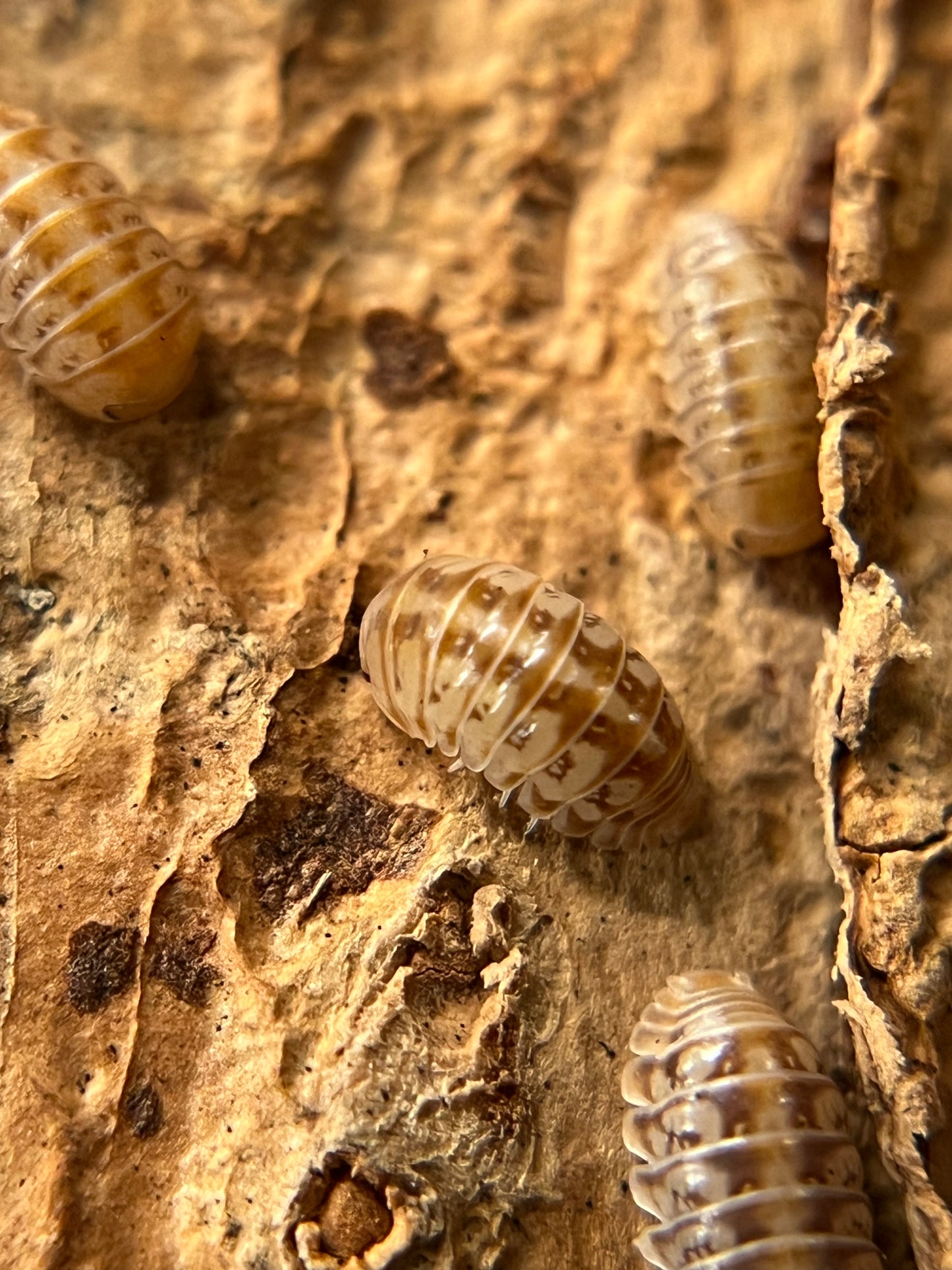 Venezillo parvus "lottery ticket" (dwarf) isopods (10+ count)