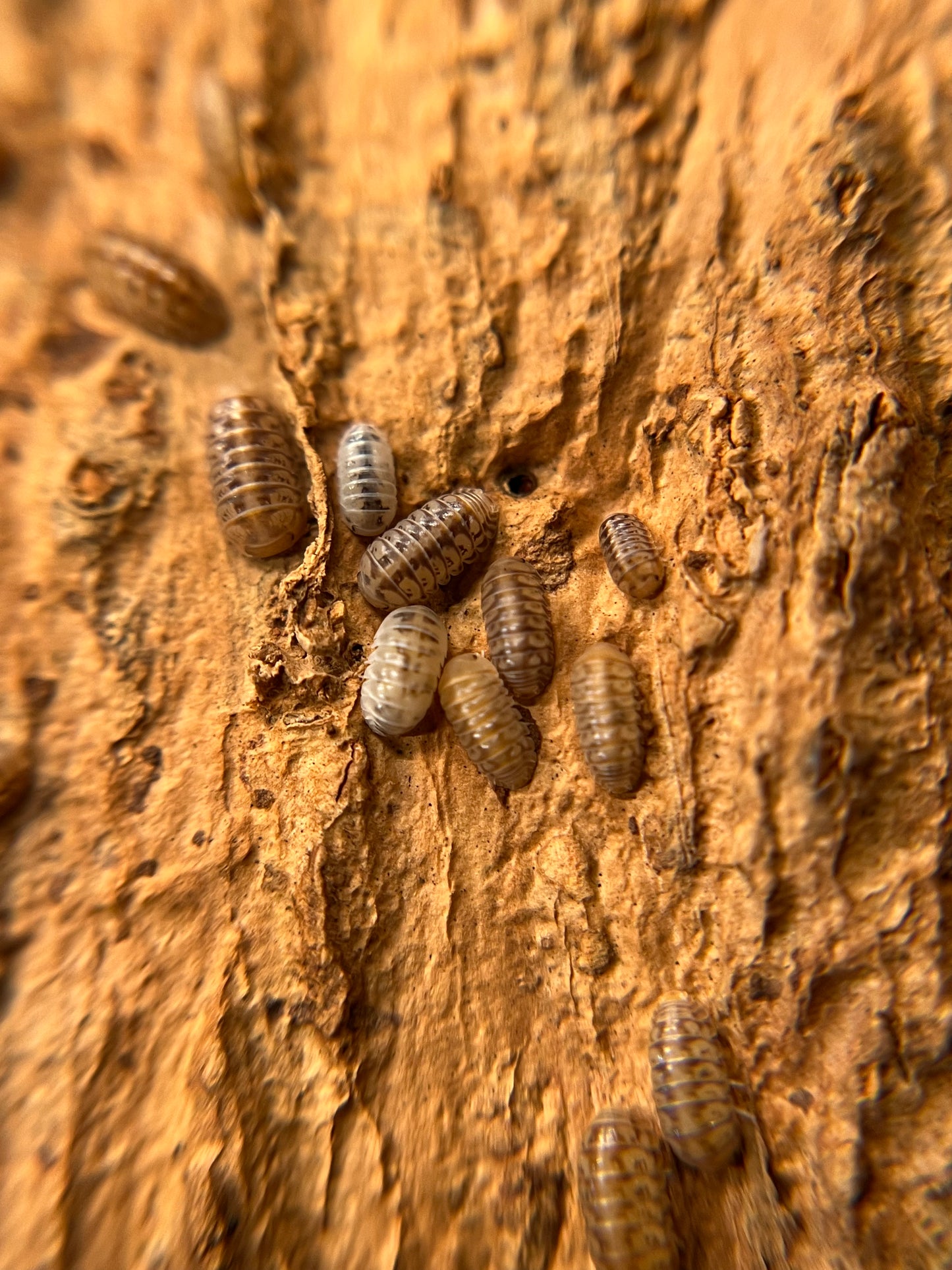 Venezillo parvus "lottery ticket" (dwarf) isopods (10+ count)