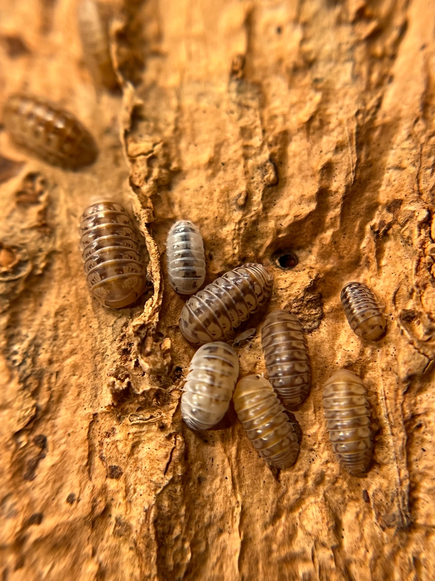 Venezillo parvus "lottery ticket" (dwarf) isopods (10+ count)