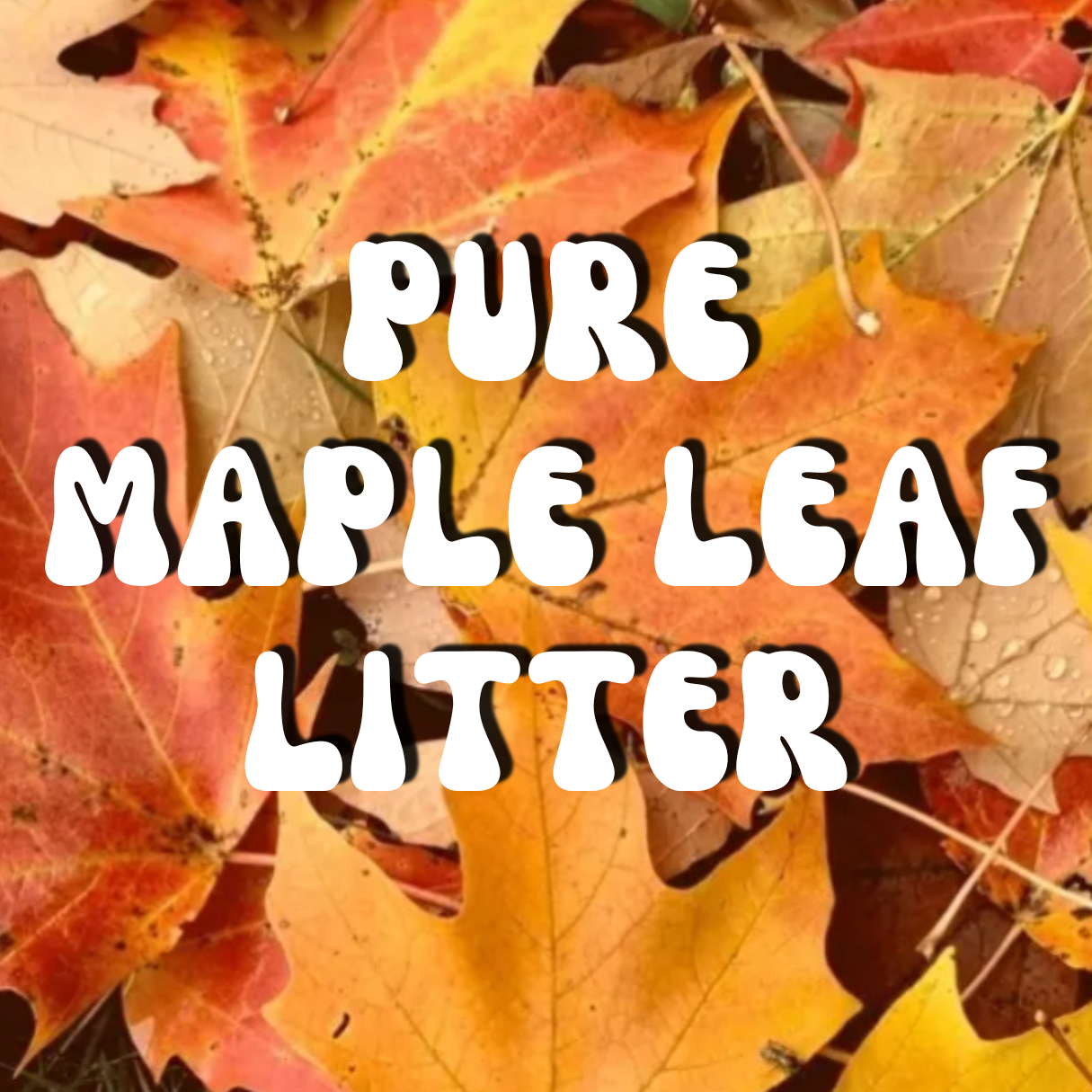 Pure Maple Leaf Litter