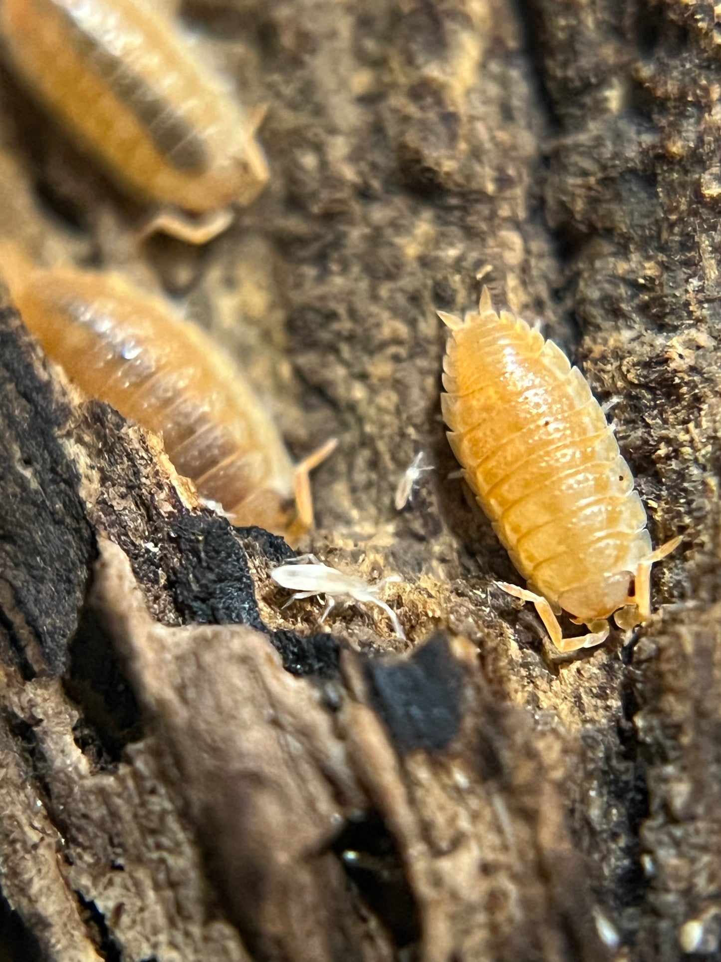 Oniscus asellus "BC maple" isopods (10+ count)