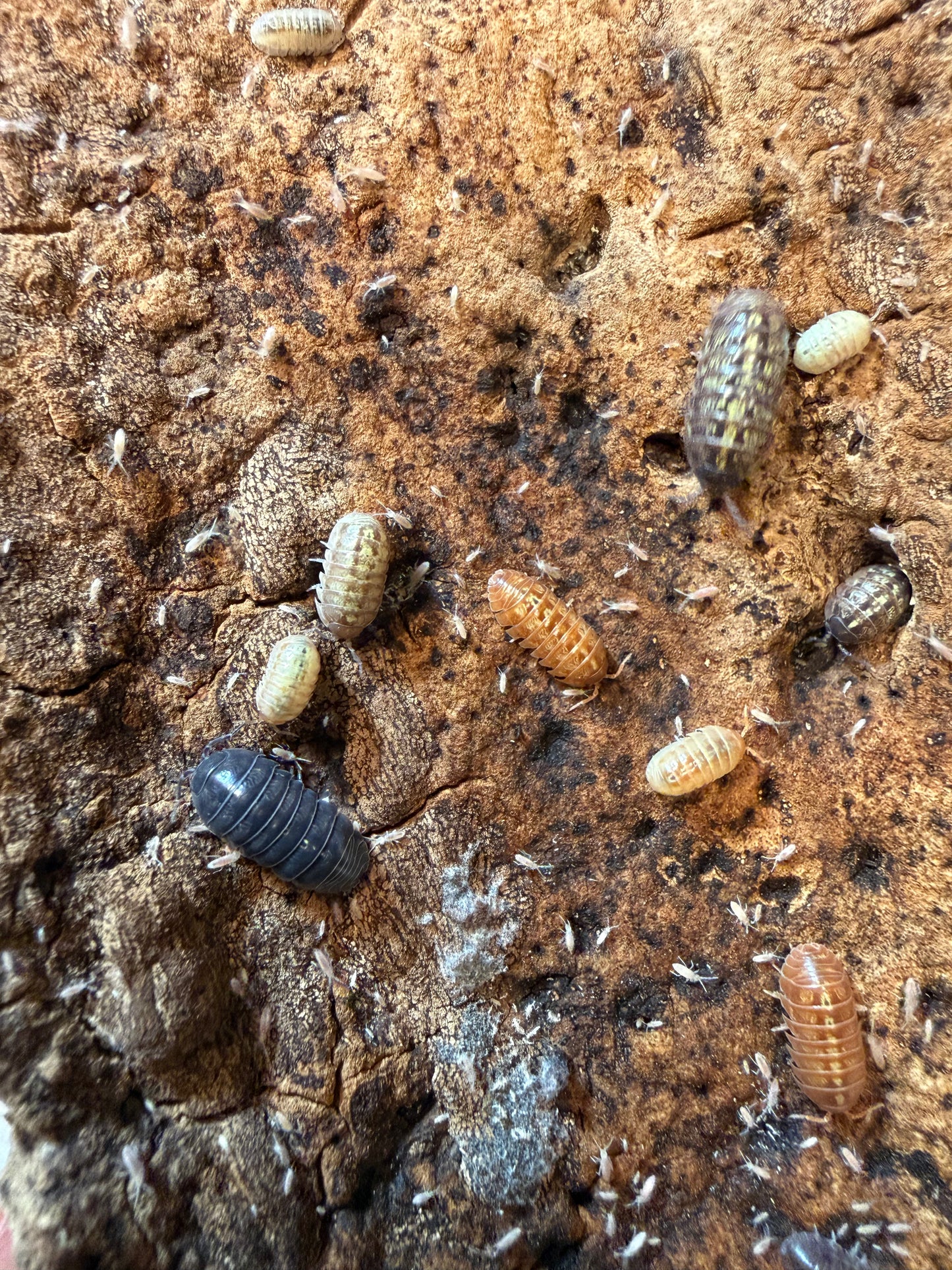 Armadillidium vulgare "gem mix" isopods