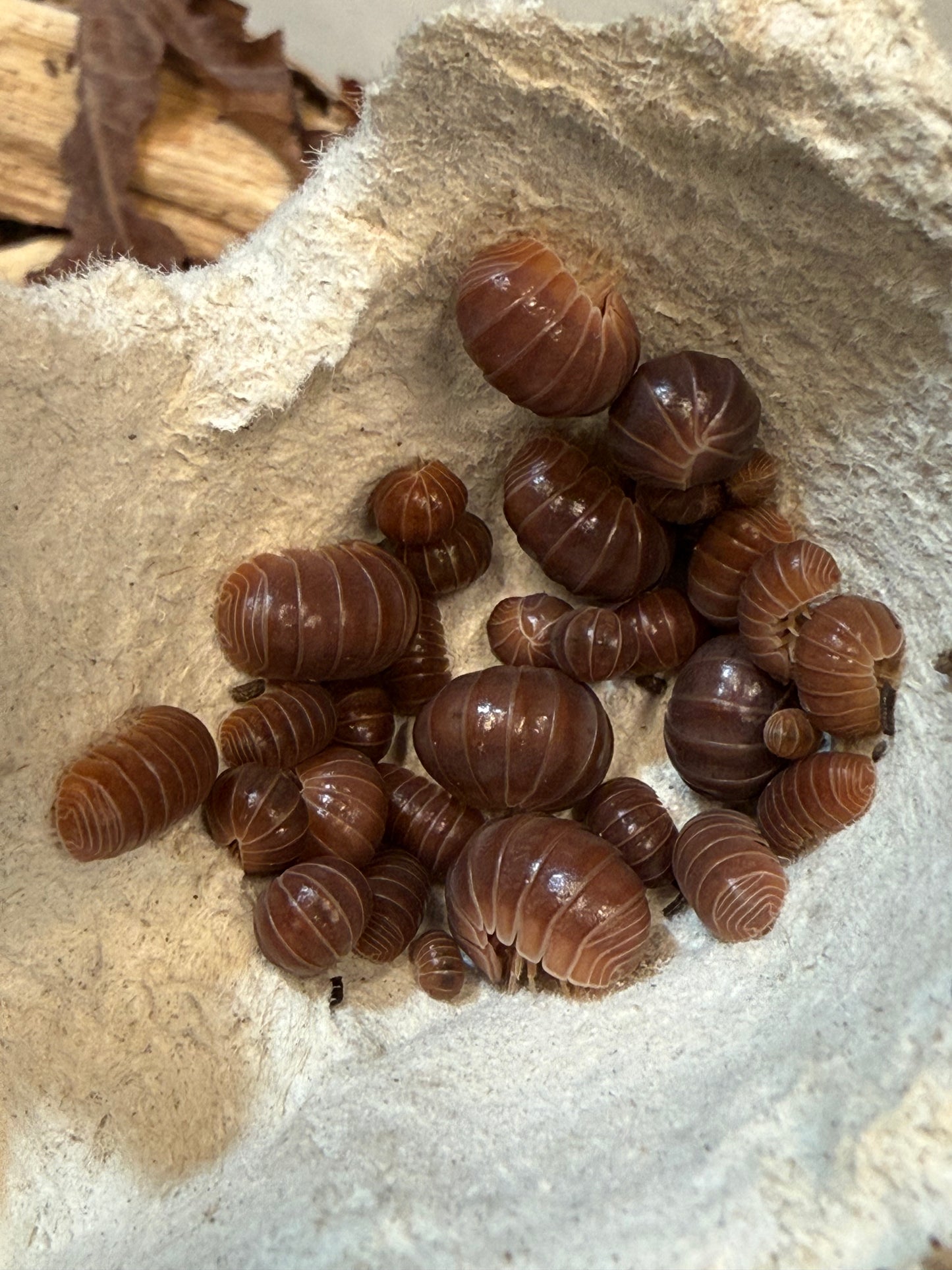 Armadillo officinalis "orange crush" isopods (10+ count)