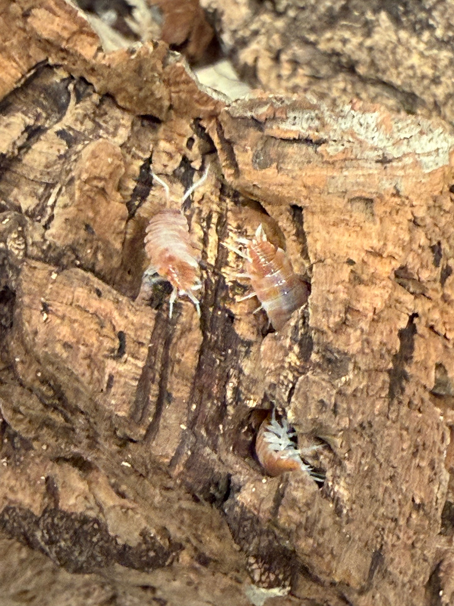 Porcellionides pruinosus “red koi" isopods AFTER SHOW DEAL