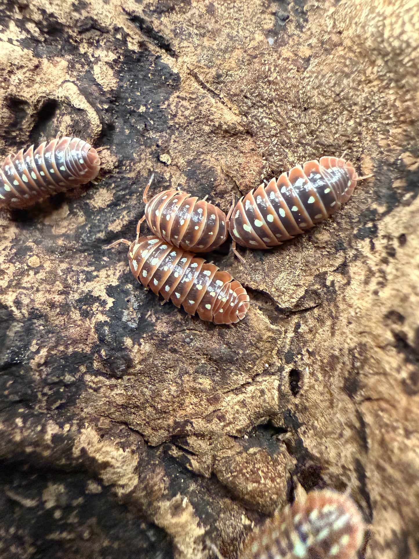 Armadillidium klugii "Dubrovnik" isopods (12+ count)
