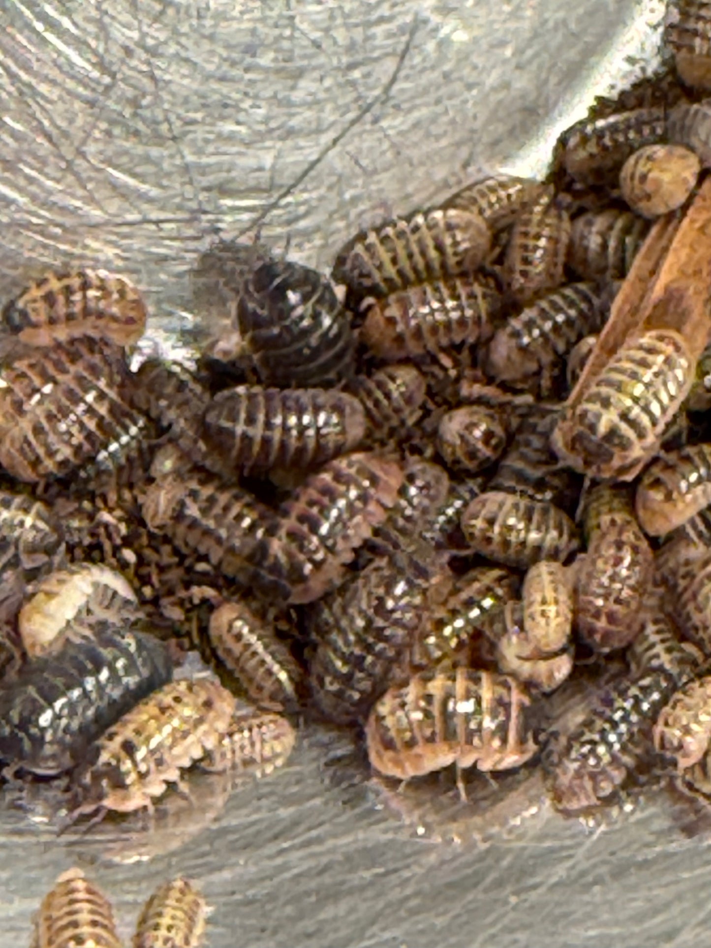 Armadillidium vulgare “Punta Canas” isopods (10+ count)