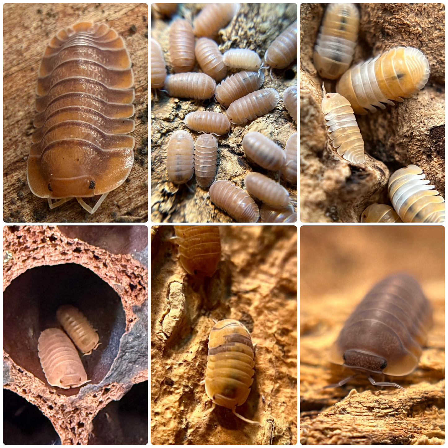 *BUNDLE SALE* Cubaris Special (mamey, papaya, red edge, anemone, red panda, Troglodillo sunset)