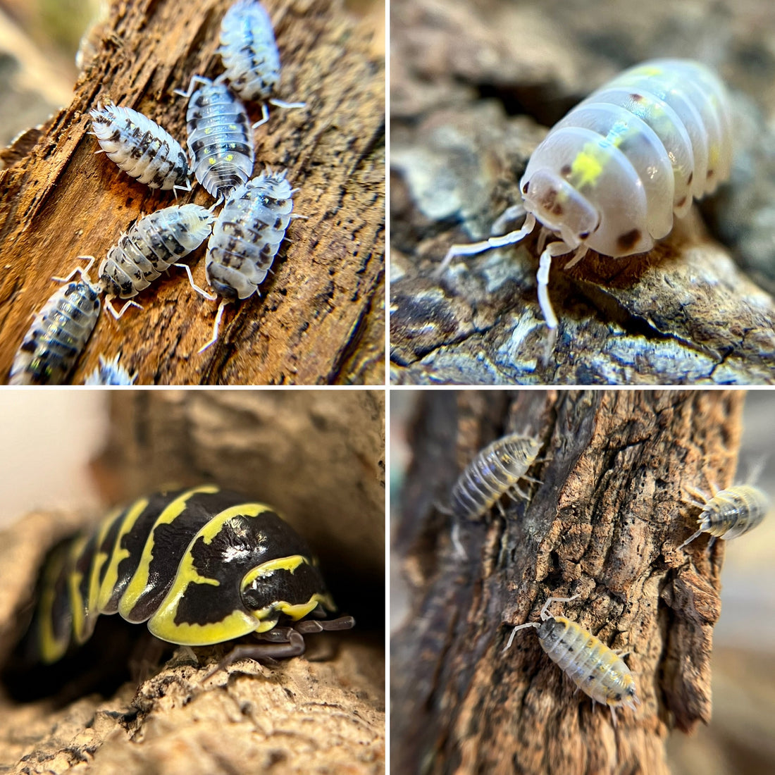 From top left to bottom right: Oniscus asellus “mardi gras dalmatian”, armadillidium vulgare “orange dalmatian”, armadillidium maculatum “yellow zebra”, porcellio ornatus “witches brew”