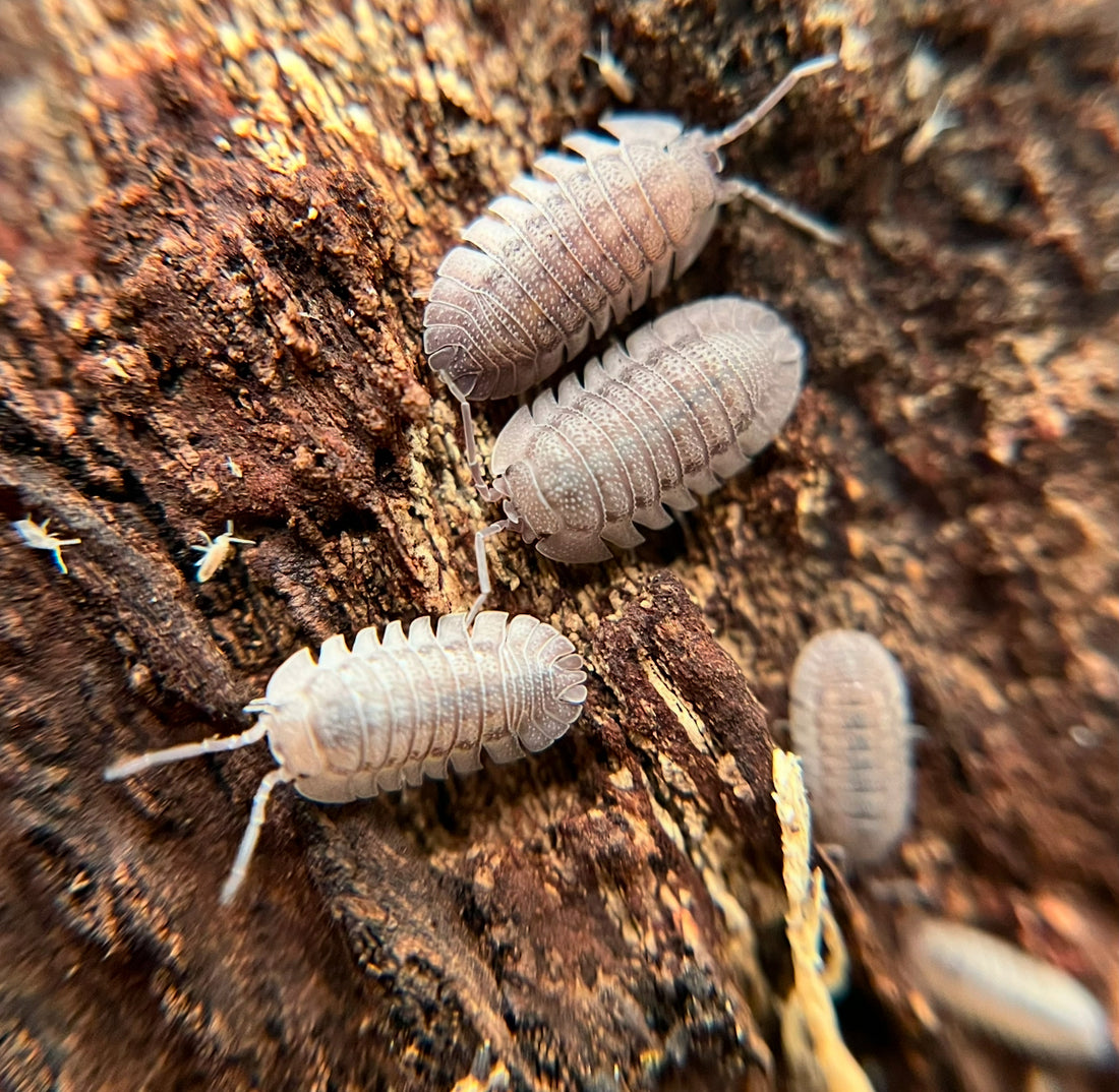 Armadillidium peraccae isopod species 