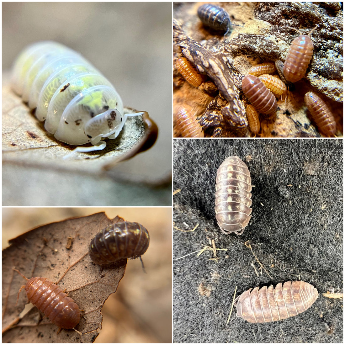 Armadillidium vulgare representing different color morphs 