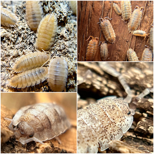 Porcellio scaber and a variety of color morphs including porcellio scaber “yellow snow”, porcellio scaber “lottery ticket”, porcellio scaber “koi”, porcellio scaber “Dalmatian”