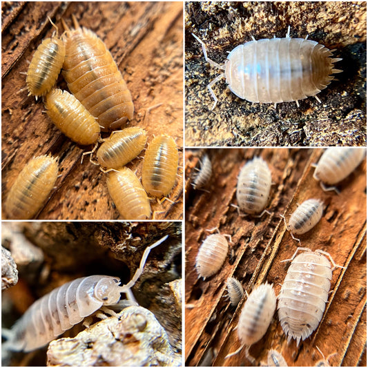 Porcellio laevis and some of its common color morphs including porcellio laevis “orange” Porcellio laevis “white” Porcellio laevis “how now” Porcellio laevis “dairy cow”