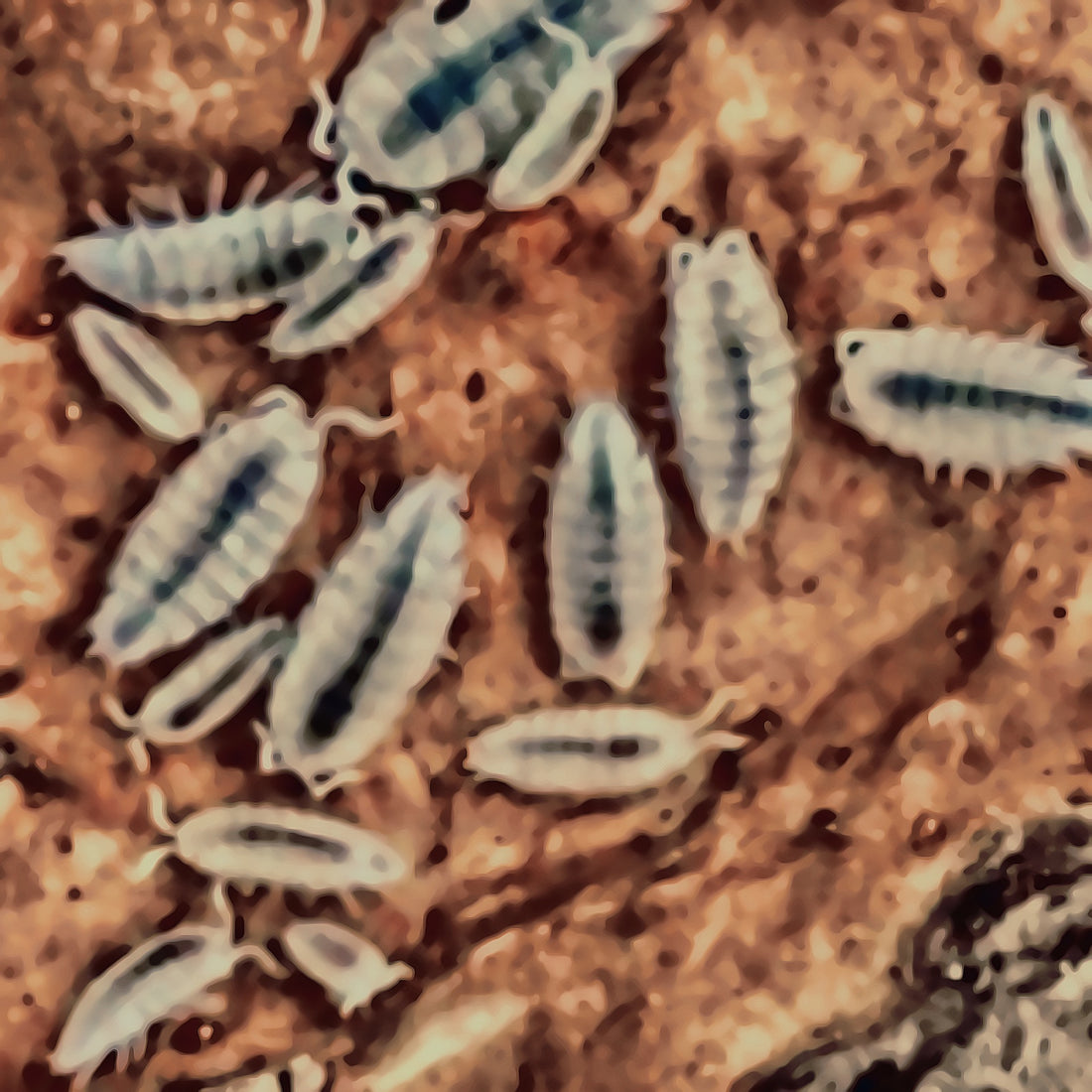 Trichorhina tomentosa, commonly referred to as the dwarf white isopod