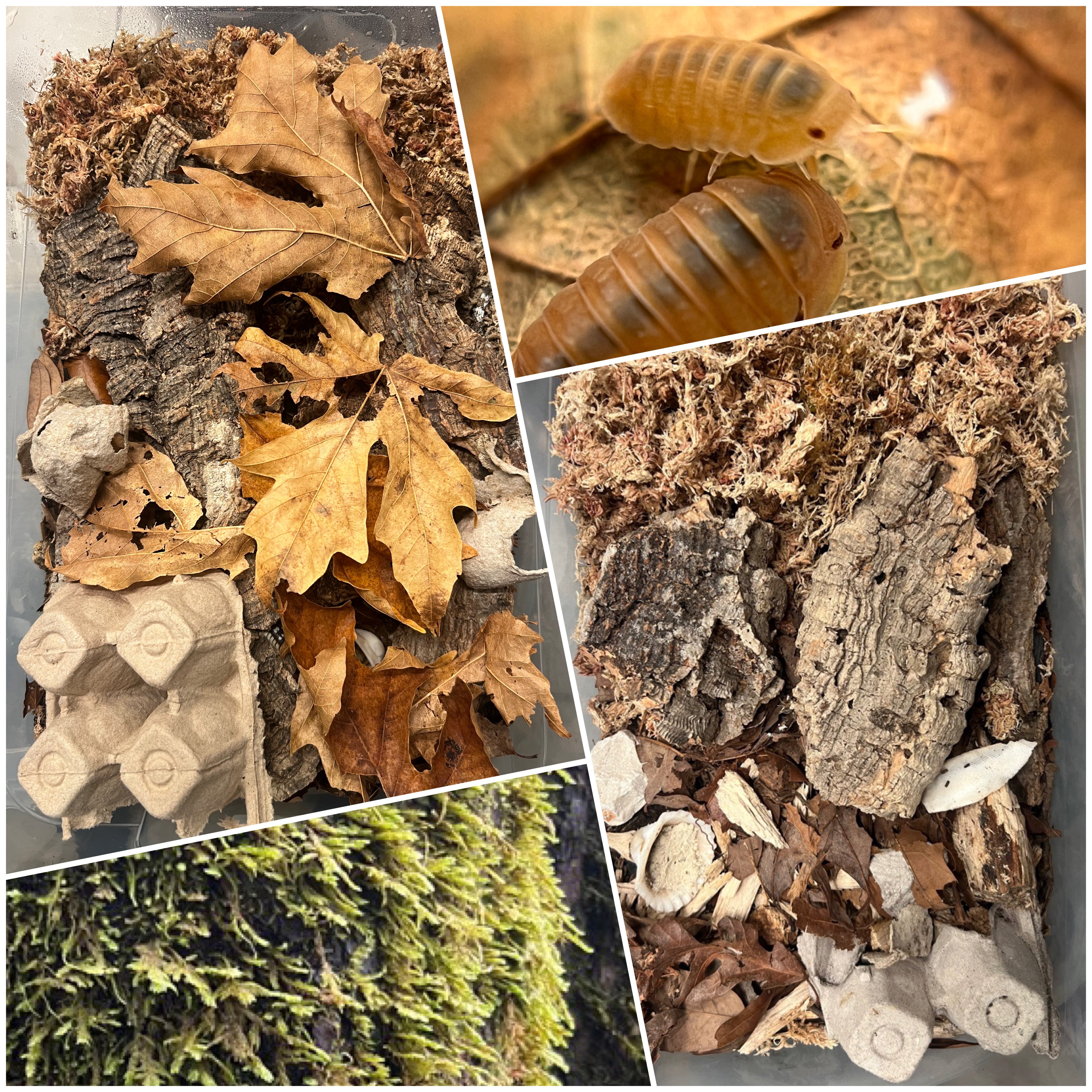 Basic Care Guide for Isopods: General Isopod Care Info – The Philo Den