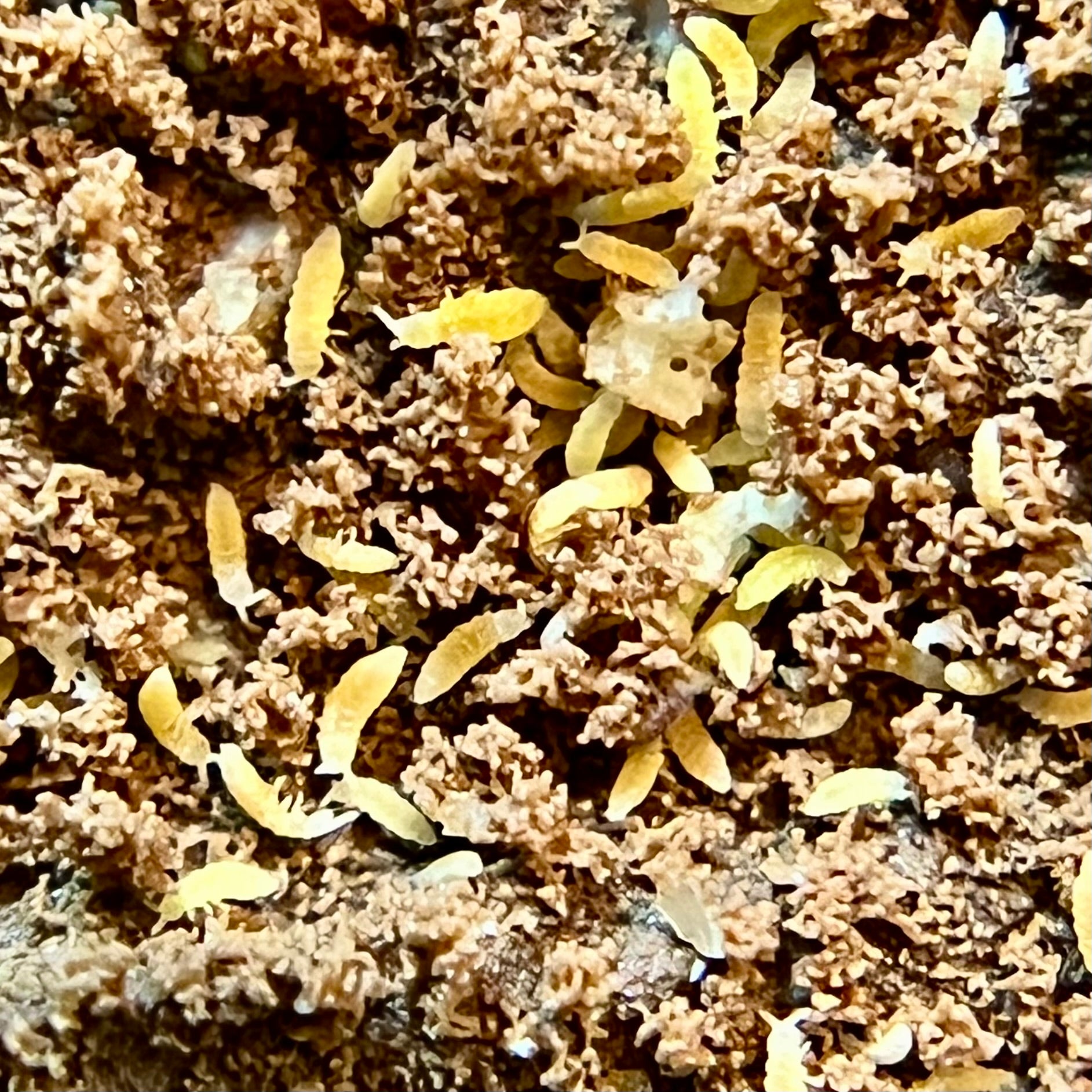 Springtails – The Philo Den