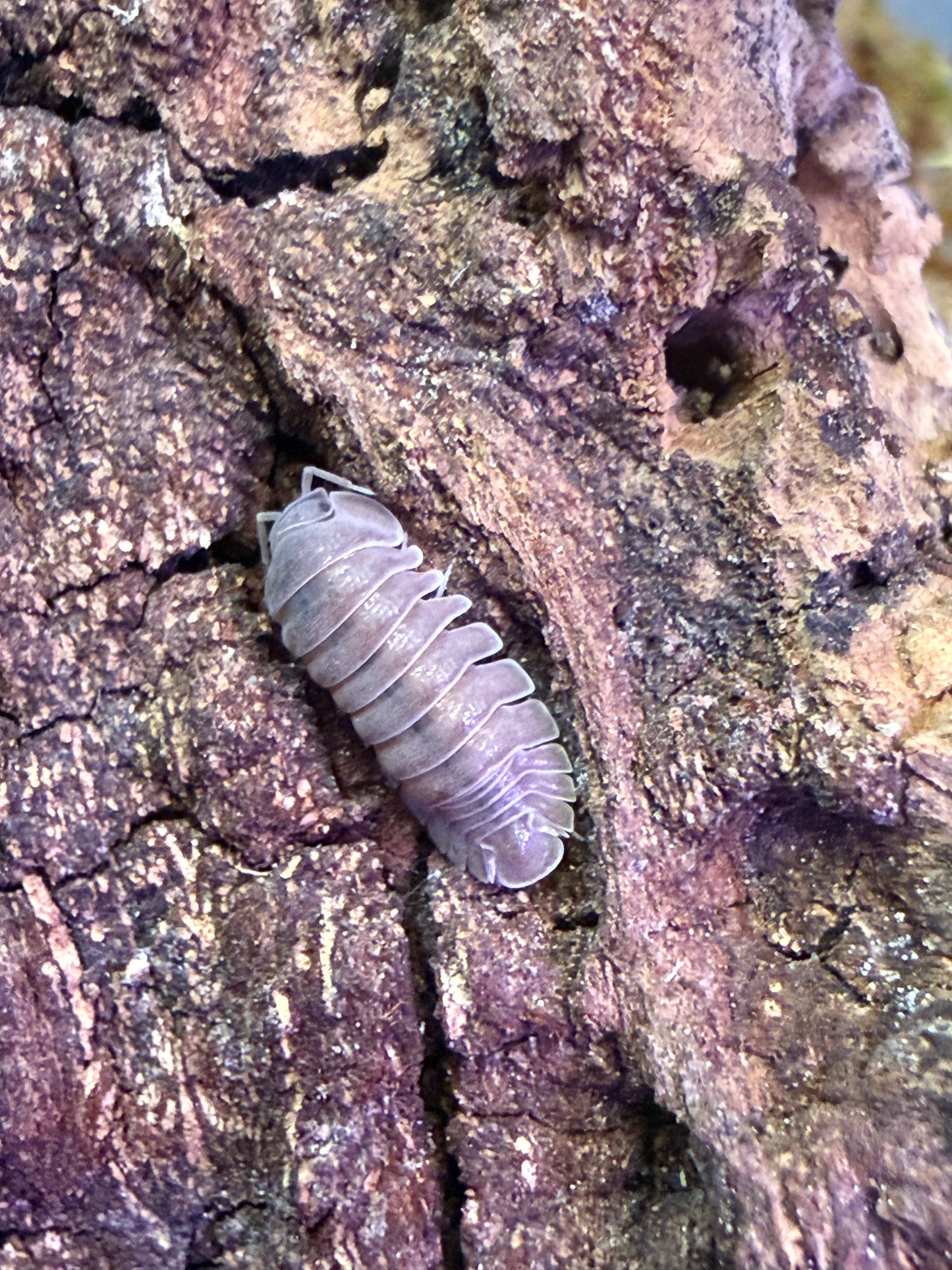 Spherillo sp. “Hainan Black” isopods AFTER SHOW DEAL