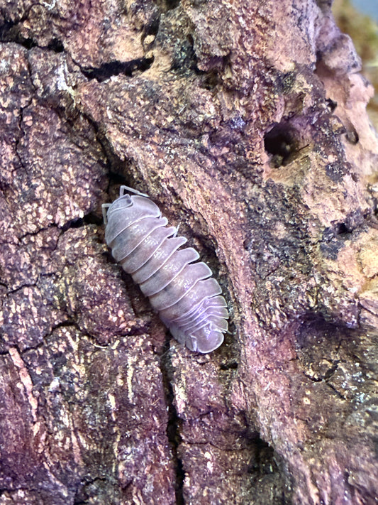 Spherillo sp. “Hainan Black” isopods
