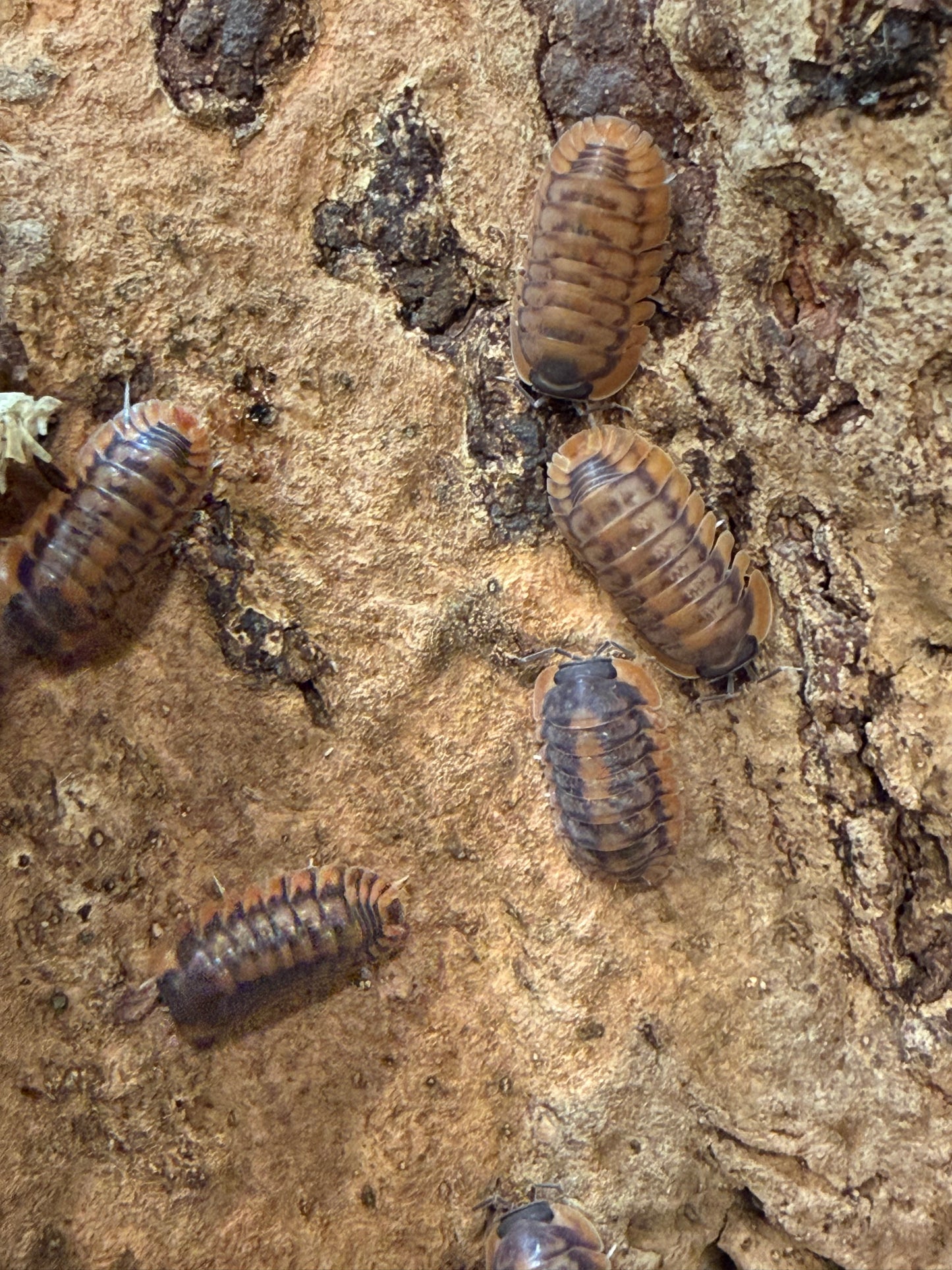 Cubaris. sp. "Red Tiger" isopods (10+ count)