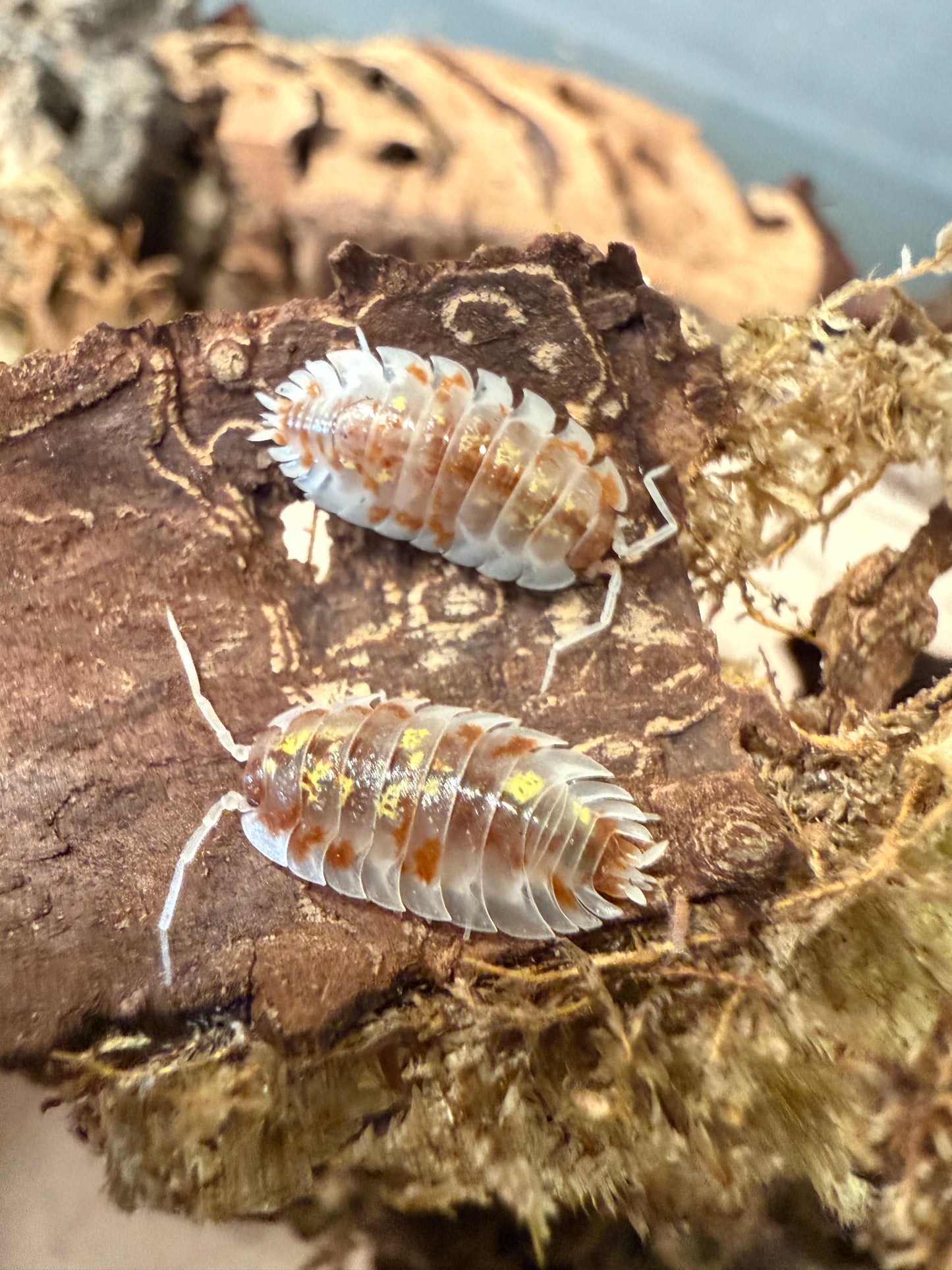Oniscus asellus "orange Mardi Gras" isopods (10+ count)