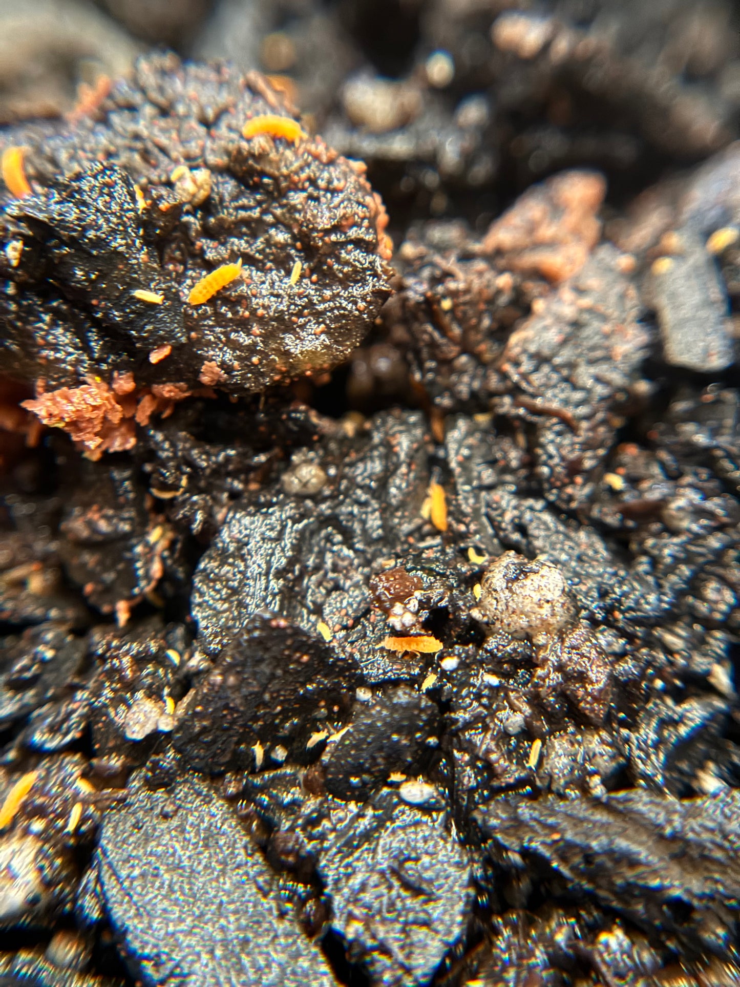 Yuukianura Aphoruroides "Orange springtails"