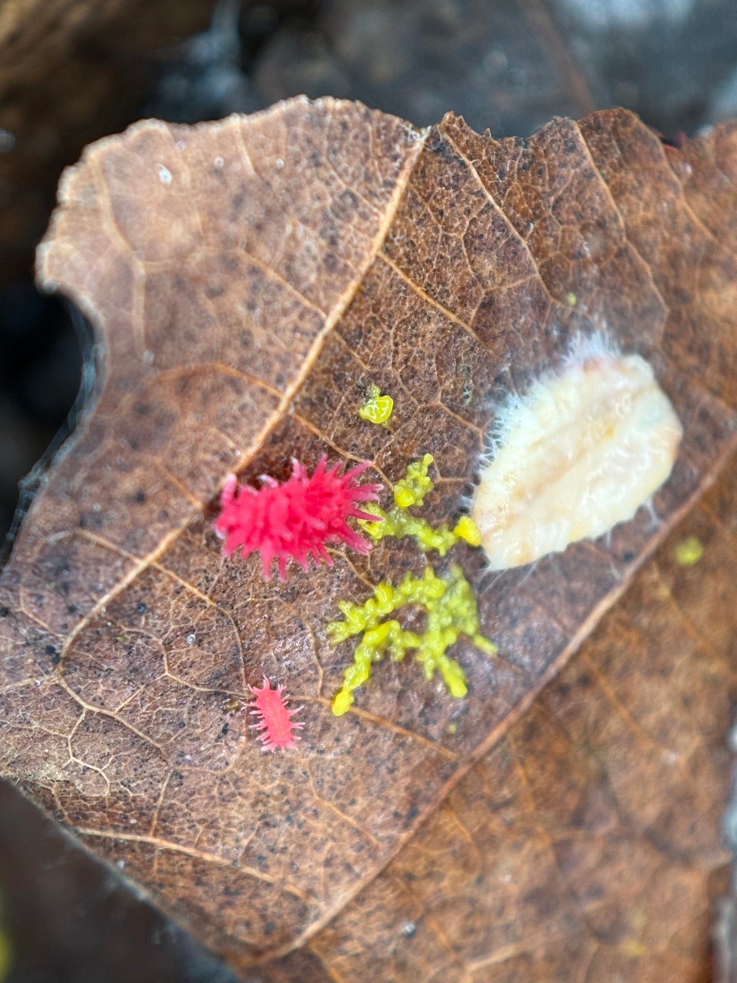 Rambutanura sp. “Red Spiky” Springtails (Vietnam)