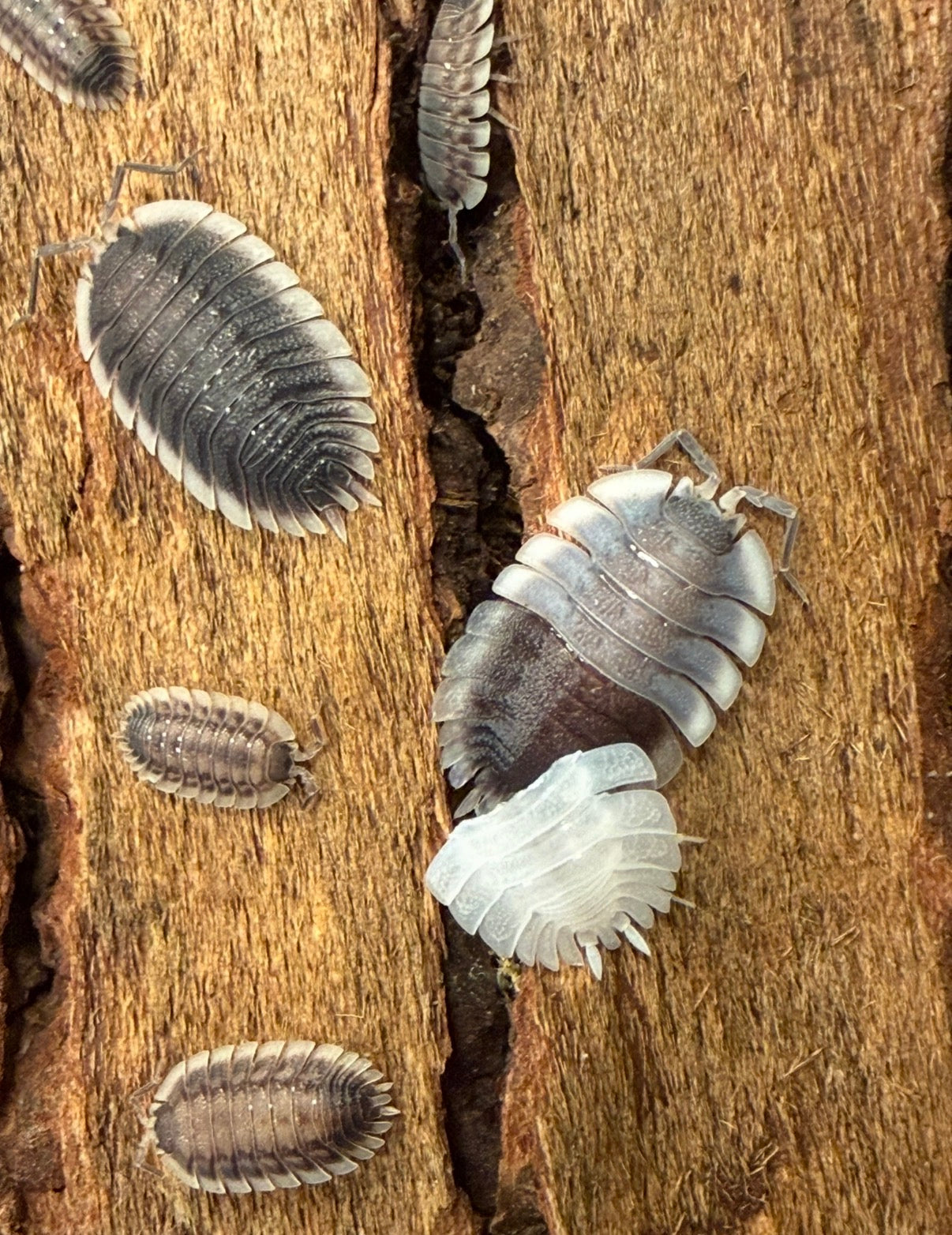 Porcellio werneri "Greek shield" isopods AFTER SHOW DEAL