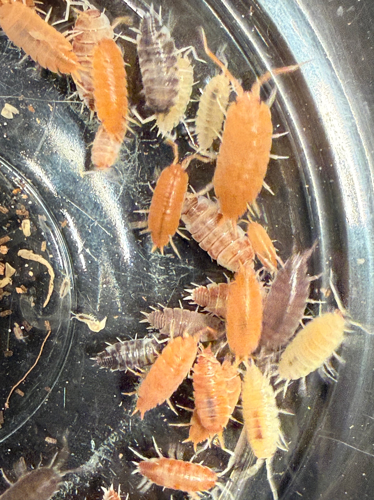 Porcellionides pruinosus “party mix” isopods